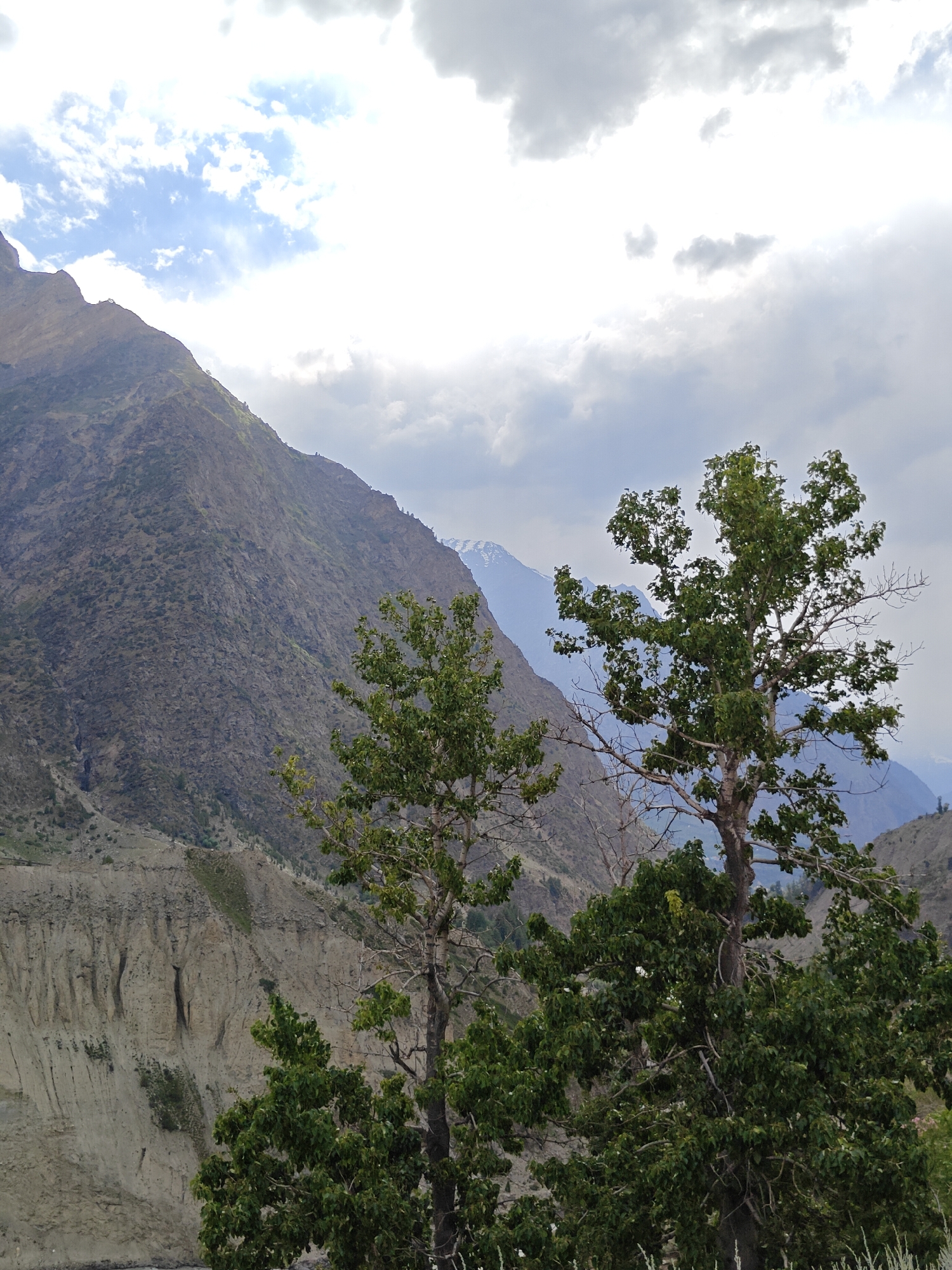 The image captures a mountainous landscape with a cloudy sky. In the foreground, two trees with green foliage are prominently featured. The tree on the right is larger and more developed, with bare branches visible through its leaves. The tree on the left is smaller and denser with green leaves. Behind the trees, a steep, rocky mountain slope dominates the midground, showing layers of earth and rock. Further in the distance, more mountains are visible, some with snow-capped peaks. The sky is filled with a mix of white and grey clouds, with patches of blue sky peeking through. The scene appears to be a natural environment, likely in a rural or mountainous region. The location is identified as Kirting, India.