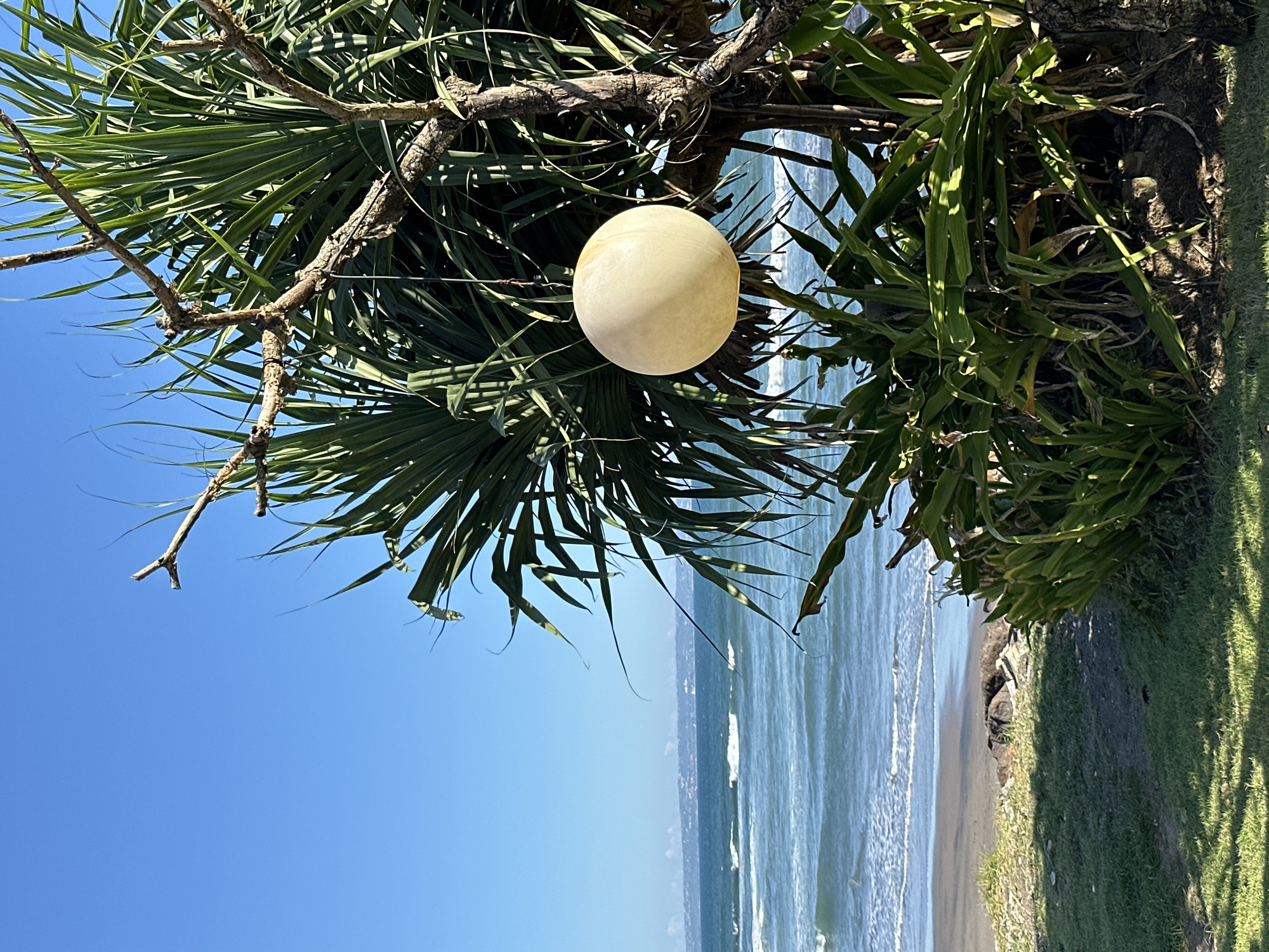 A vibrant, sunlit outdoor scene features a large, pale yellow, perfectly spherical object hanging prominently from the branch of a tree, likely a pandanus, in the foreground. The tree has rough, gnarled branches and long, spiky, dark green leaves that frame the upper and left portions of the image. The spherical object appears to be a natural fruit.
In the mid-ground and background, a clear, bright blue sky meets a calm, turquoise ocean. Gentle white waves break softly on a sandy beach that stretches along the coastline. To the right, a strip of green grass and denser coastal foliage marks the edge of the land beside the beach. Strong shadows cast on the grass and foliage indicate bright, direct sunlight, suggesting a midday or early afternoon setting.
No people or explicit activities are visible, presenting a serene and natural landscape. The overall impression is one of a peaceful tropical or subtropical coastal environment on a clear, sunny day. No visible text is present in the image.