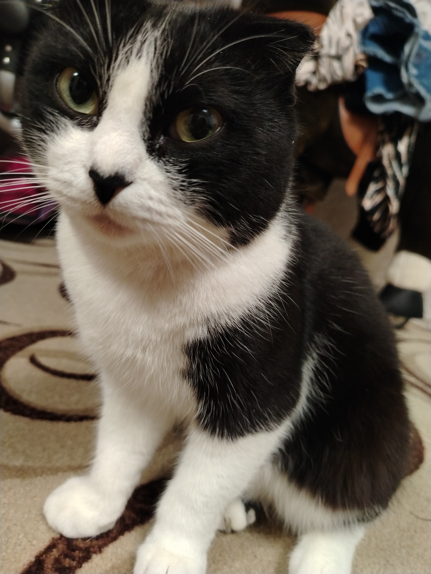 A black and white cat with green eyes is sitting on a patterned rug. The cat has black fur with white markings on its face, chest, and paws. The background is blurred and shows clothing and other objects. The image was taken in Stavropol, Russia.