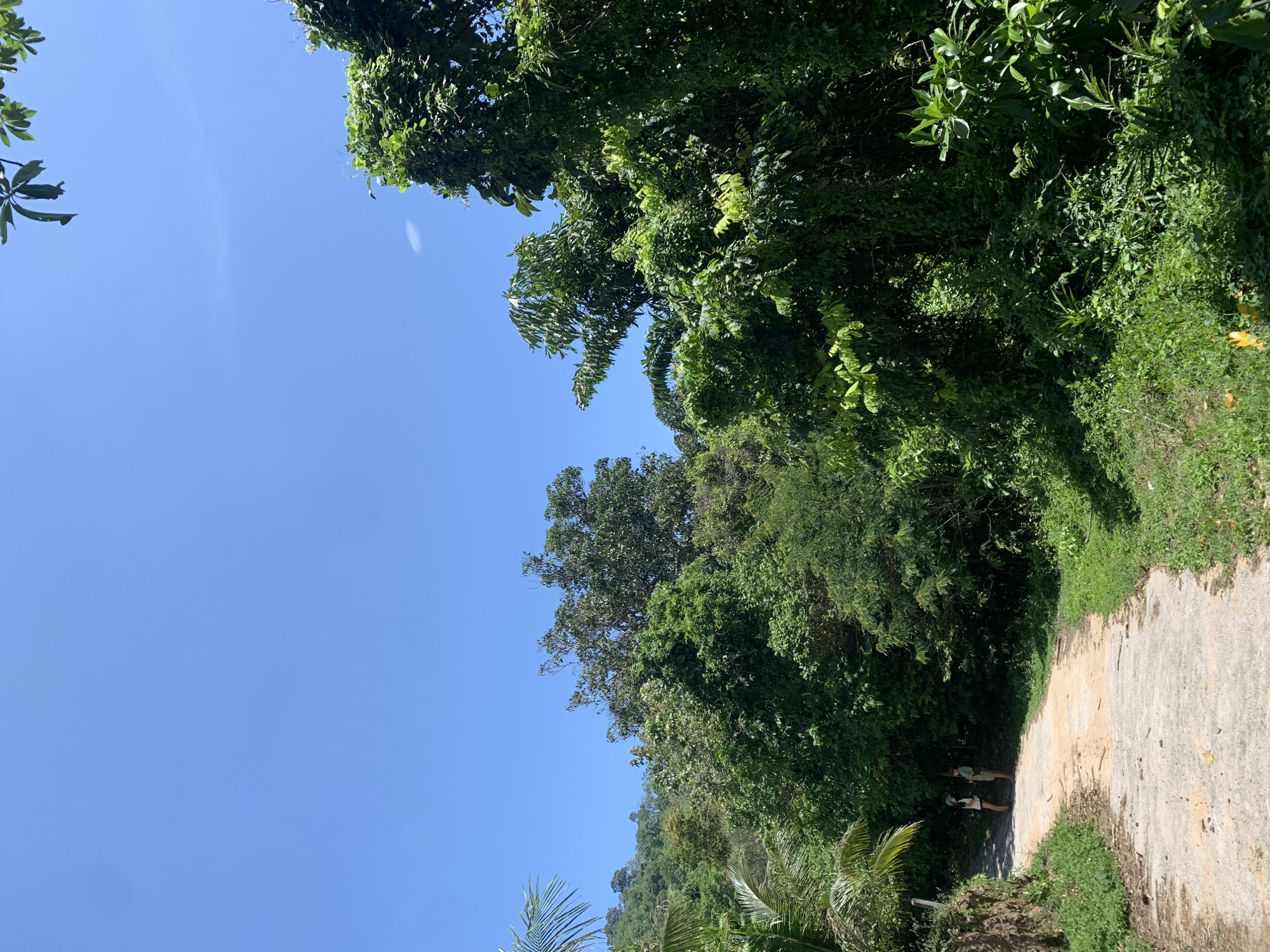A paved road curves through a lush, tropical environment under a clear blue sky. Two individuals, appearing to be women dressed in casual clothing, stand facing each other on the road, conversing. The road is flanked by dense green vegetation, including palm trees and various other tropical plants. The terrain appears hilly, with greenery extending up the slopes in the background. The scene suggests a warm, sunny day in a natural, possibly rural, setting. Given the context of Ko Samui District, Thailand, this likely depicts a pathway in a scenic, vegetated area of the island.