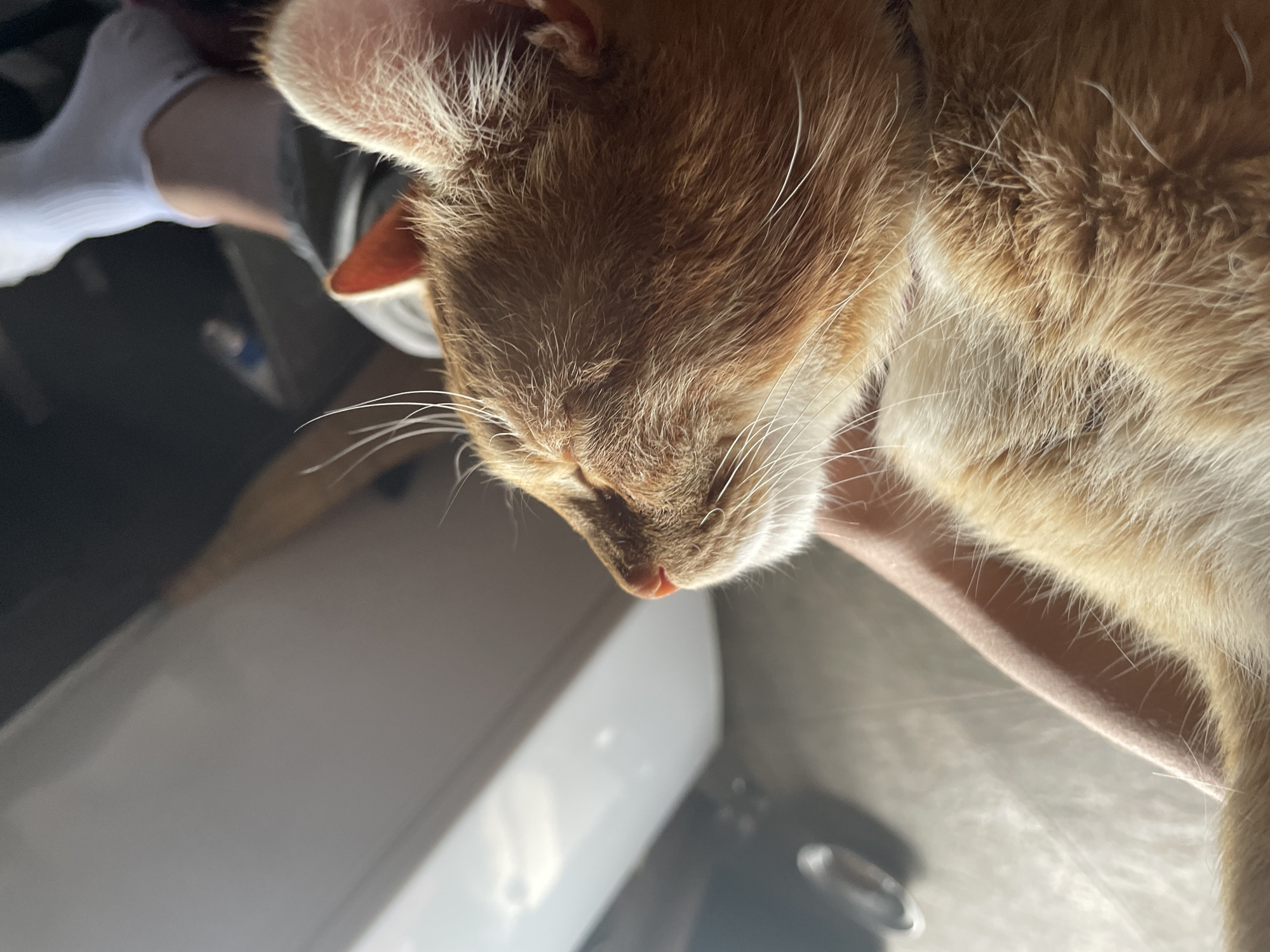 An orange cat is lying on a person’s arm. The cat’s head is tilted down, and its eyes are closed. The cat has white whiskers and a pink nose. The person's arm is pale. In the background, there is a white object, possibly a sink or appliance, and dark-colored objects in the lower portion of the image. The location in Zlatograd, Bulgaria, is not identifiable from the visual information.