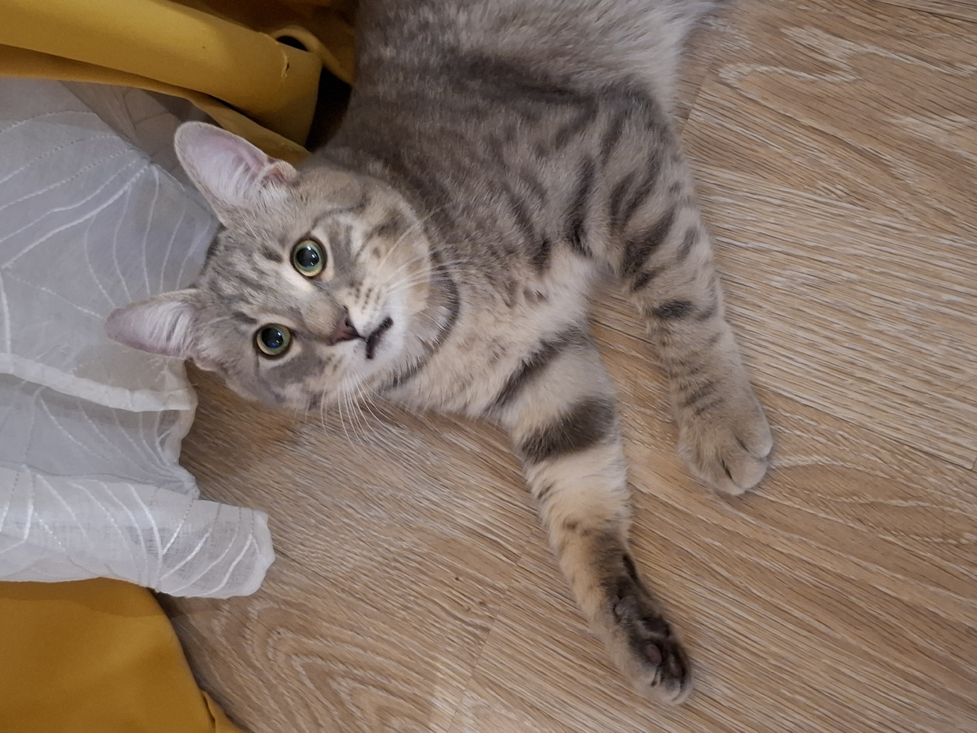 A tabby cat lies on a wooden floor, facing the camera with its head tilted. The cat has green eyes and is looking slightly upwards. To the left and right of the cat are large folds of fabric, one appears to be a mustard yellow curtain and the other a sheer white curtain. The floor is made of light brown wooden planks with a visible wood grain pattern. The background is slightly blurred, with the curtains taking up the upper portion of the image. The scene appears to be indoors. The location in Zemun Urban Municipality, Serbia is not specified in the image.