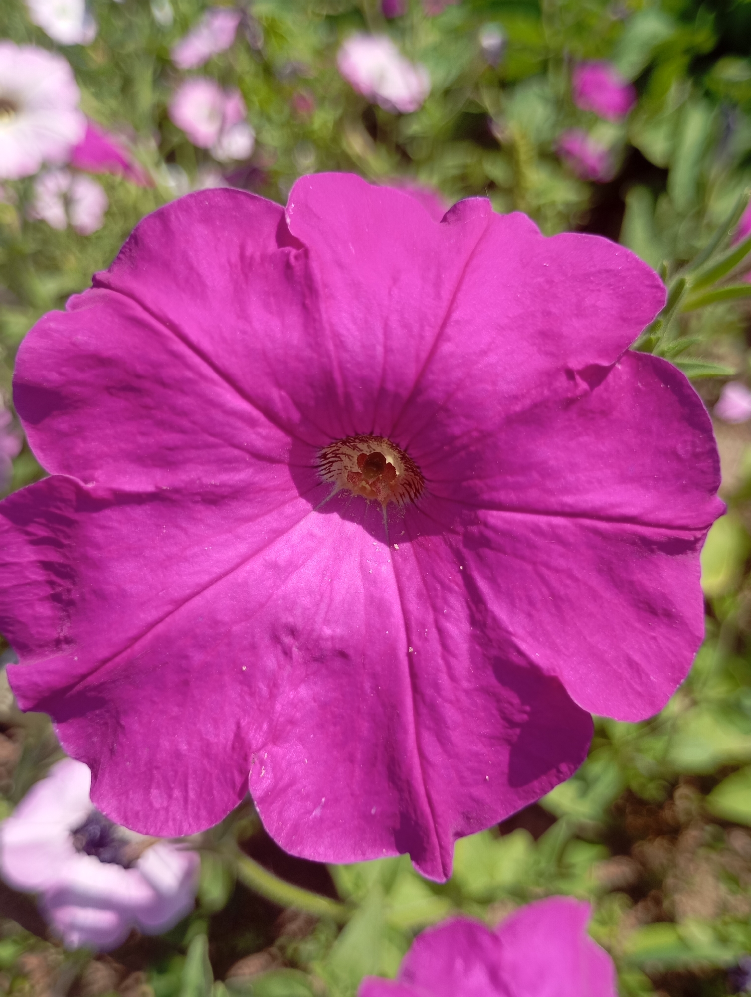 A close-up, high-angle, outdoor, full-frame shot features a single, vibrant magenta petunia flower as the central subject. The flower's petals are wide and spread open, with distinct veins radiating from the center. The center of the flower is a darker, reddish-brown hue. The background is softly blurred, revealing other out-of-focus petunias in shades of pink and white, as well as green foliage and brown soil. The lighting suggests a sunny day, casting subtle shadows on the petals. The image captures a floral garden setting, likely in a park or residential area. There is no indication of the city of Фоки, Russia, in the provided image.