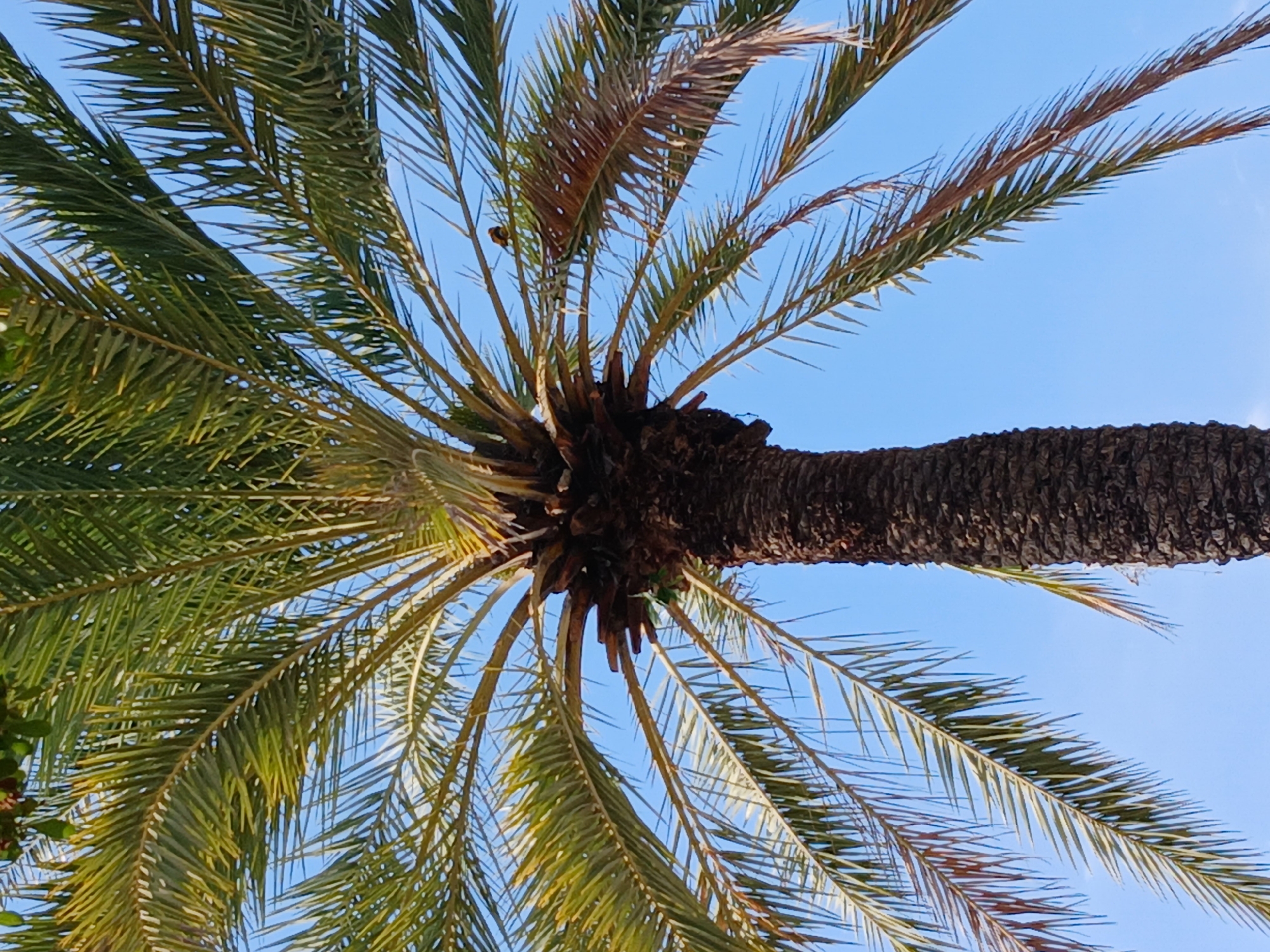 This image presents an upward view of a majestic palm tree set against a brilliant, cloudless blue sky, characteristic of a sunny day in Ciudad Guayana, Venezuela. The perspective is from directly below the tree, emphasizing its height and the intricate structure of its crown. The thick, dark, and textured trunk of the palm tree anchors the right side of the frame, tapering slightly as it reaches the fronds. Numerous long, pinnate fronds extend outwards from the top of the trunk. Many of these fronds are a vibrant green, indicating health and lushness, particularly on the left side of the image. Other fronds, however, display shades of brown and yellow, suggesting older or dried foliage, especially noticeable closer to the tree's core. Sunlight bathes the scene, illuminating the fronds and creating a high-contrast image against the deep blue sky. There are no people, other distinct objects, or visible text in the frame, and no specific activity is depicted, creating a serene and naturalistic portrait of the tropical environment.