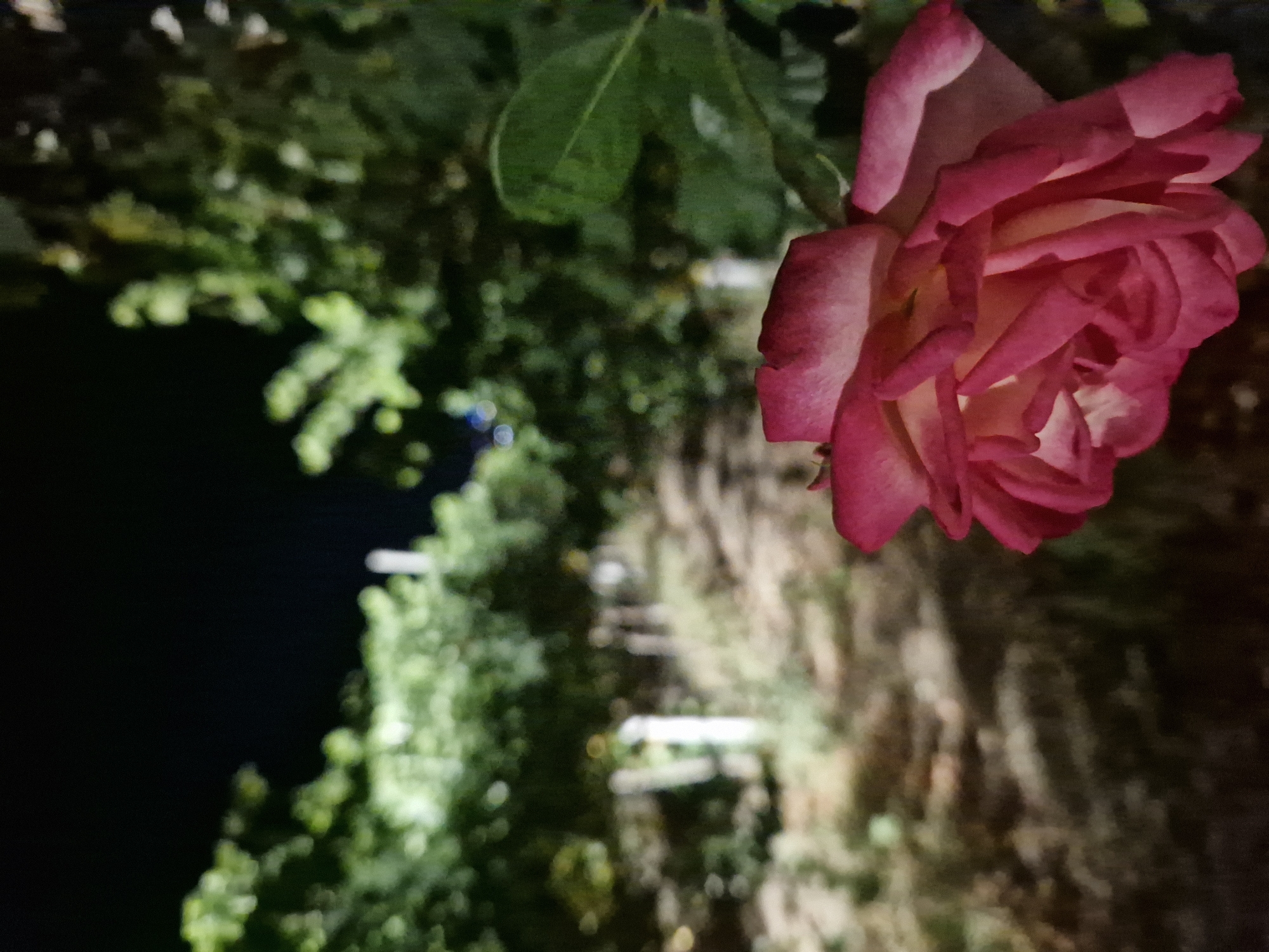 In Tankovo, Bulgaria, a close-up shot features a pink and white rose in the foreground. The rose is illuminated by artificial light, creating soft shadows on its petals. The background is out of focus, showing a garden path lined with posts and trees. The sky above is dark, indicating it is nighttime.