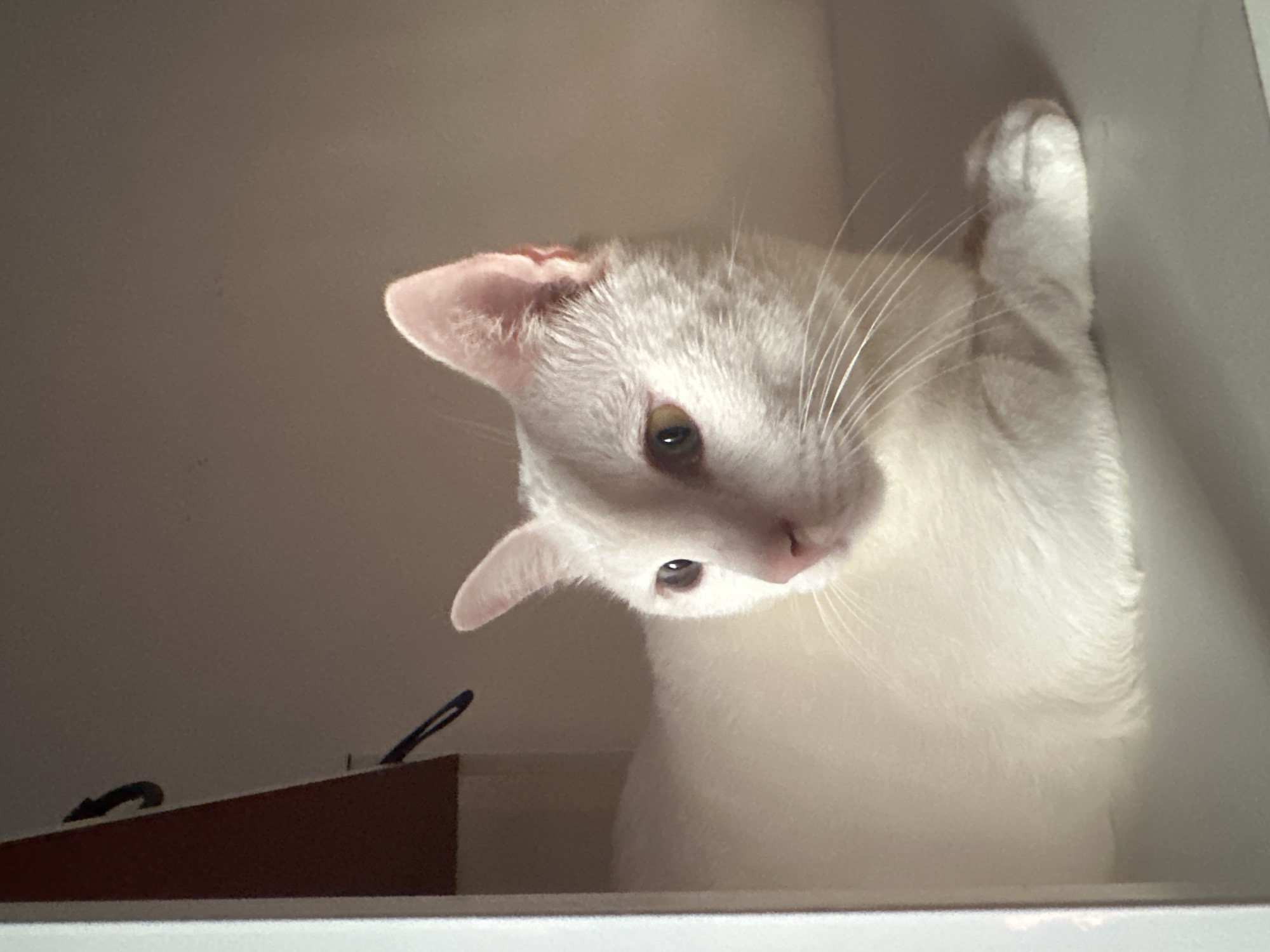 A white cat is lying on a shelf, its body angled to the left of the frame. The cat's head is turned to face the viewer's right, with its right ear pointed upwards and its left ear slightly angled back. Its eyes are open, and it appears to be looking at something off-camera. The cat's fur is white, and its nose is pink. Its paws are tucked underneath its body. The shelf appears to be made of a light-colored material, possibly wood or laminate. In the background, there is a dark brown surface and a pale brown wall. To the left of the frame, a sliver of white is visible, suggesting the edge of a structure. The scene is lit by a warm light source coming from the left, casting shadows on the right side of the cat and the background. There are no people or other animals visible in the image. The context of Sukawati, Indonesia, is not derivable from the visual information presented.