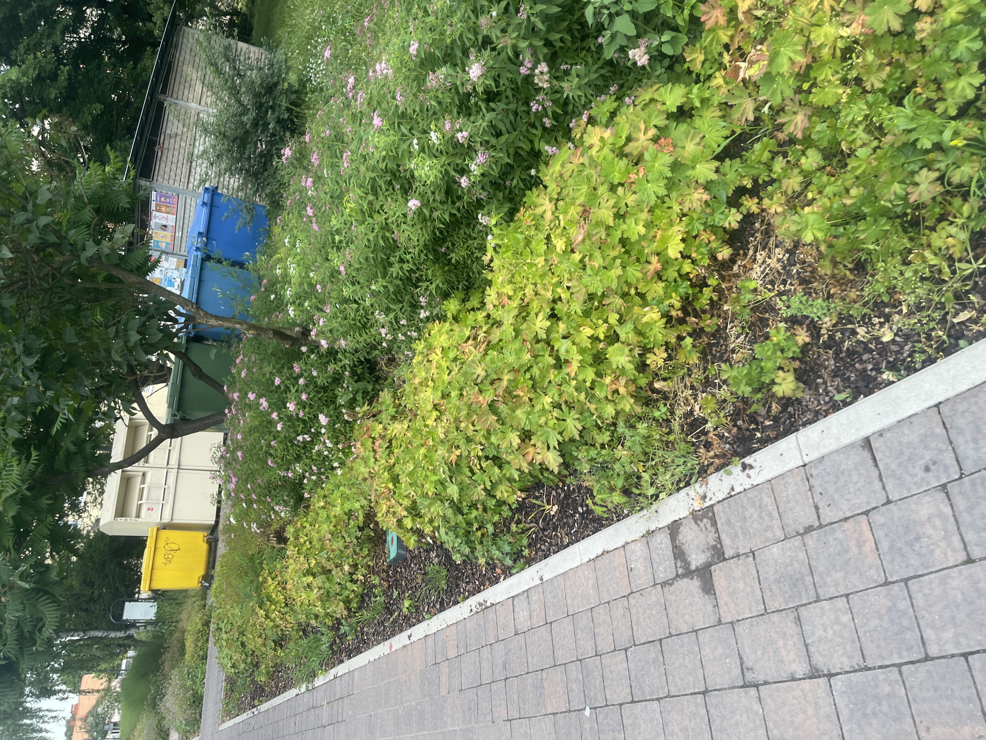 The image shows an outdoor scene in Konstantynów Łódzki, Poland. A paved walkway runs along the left side of the frame, bordered by a flower bed with green and reddish foliage. In the background, there are several large recycling bins: a yellow one with graffiti, a white multi-compartment bin, a green bin, and two blue bins. Behind the bins, a wooden structure with a corrugated metal roof is visible, featuring posters on its side. Trees and other vegetation are present throughout the scene, with a large tree canopy dominating the upper portion of the image. The sky is overcast. There are no people visible in the image.