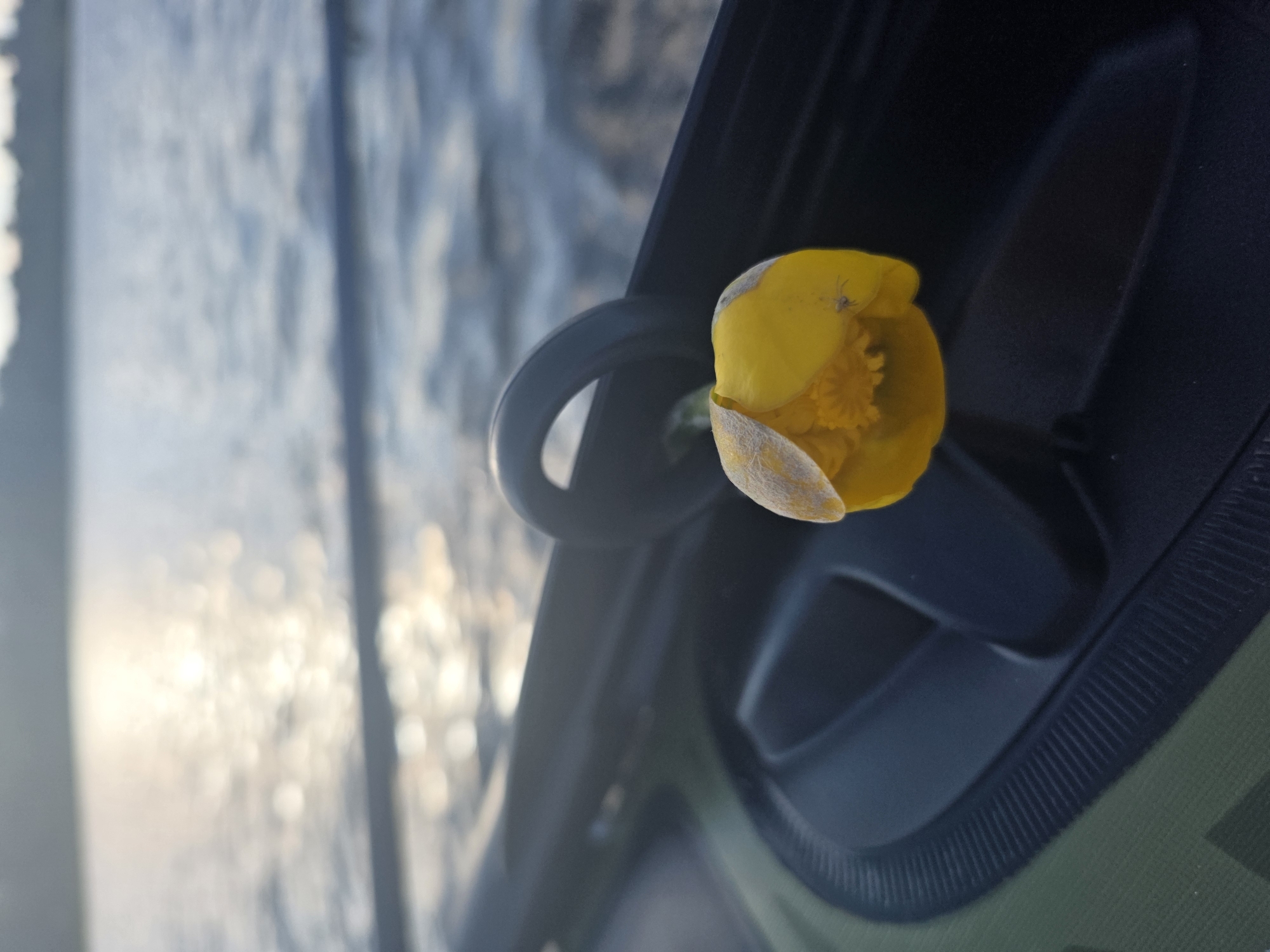 A close-up shot features a yellow flower with a small spider on its petal, resting on a dark surface, possibly a kayak or boat. In the background, the sun glints off a body of water, with a faint treeline visible in the distance. The setting suggests a peaceful moment outdoors.