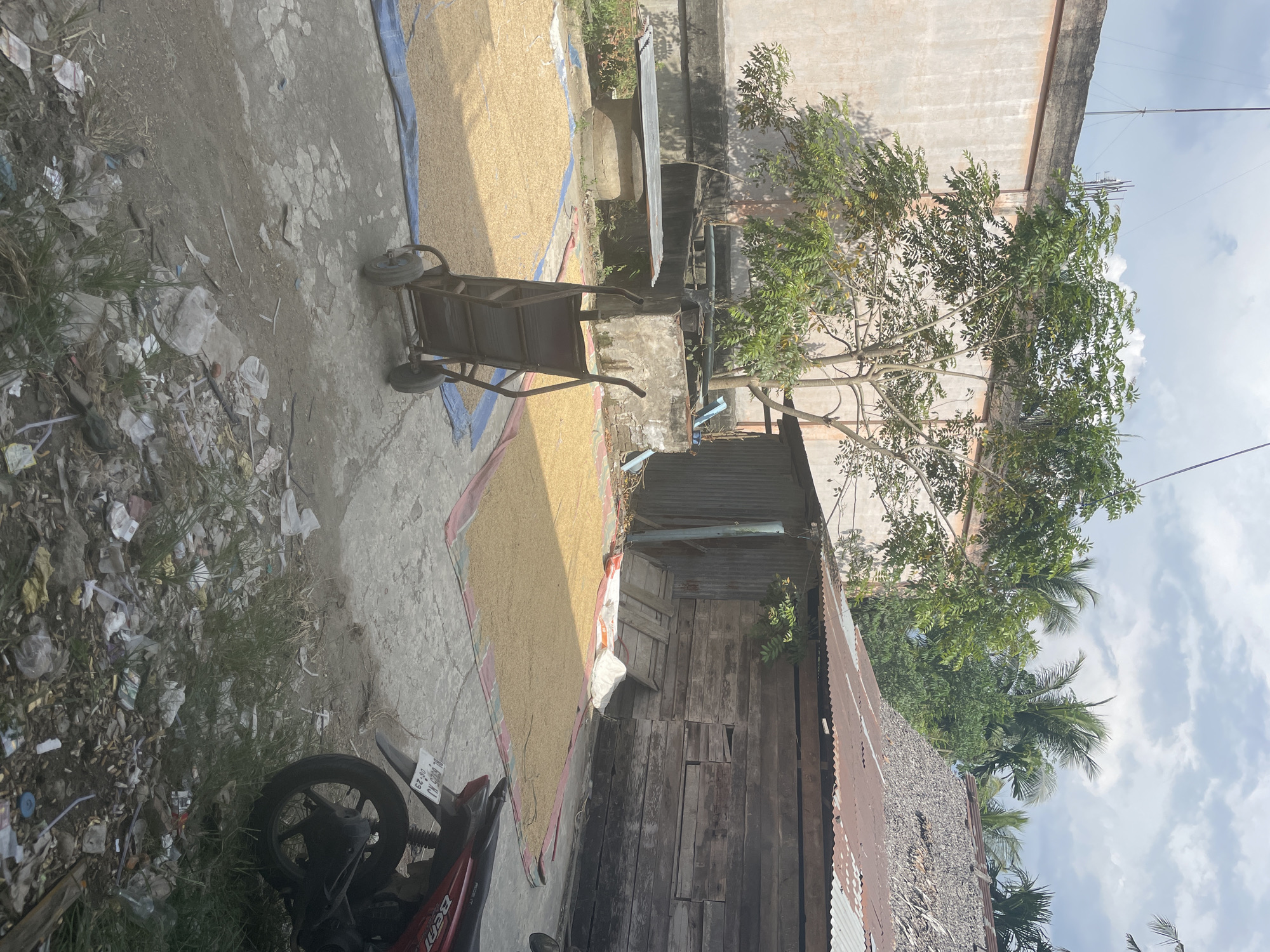 The image depicts an outdoor scene in Muliengmanyang, Indonesia, likely a residential area. In the foreground, a pile of scattered trash and vegetation lines the ground. A red and black motorcycle is parked on the right side of the frame, partially obscuring some of the trash. Further into the scene, two large mats are laid out on the concrete ground, covered with a light-colored granular substance, possibly grains or seeds being dried in the sun. A two-wheeled cart with a metal frame and black wheels is positioned between the two mats, facing away from the camera. Behind the mats, a concrete structure with a metal table on top is visible. A large tree with green foliage grows nearby, casting shadows on the ground. In the background, a rustic wooden structure with a corrugated metal roof stands to the right, and a light-colored building with a dark-colored roof is on the left. Palm trees and other vegetation are visible in the distance. The sky above is partly cloudy.
