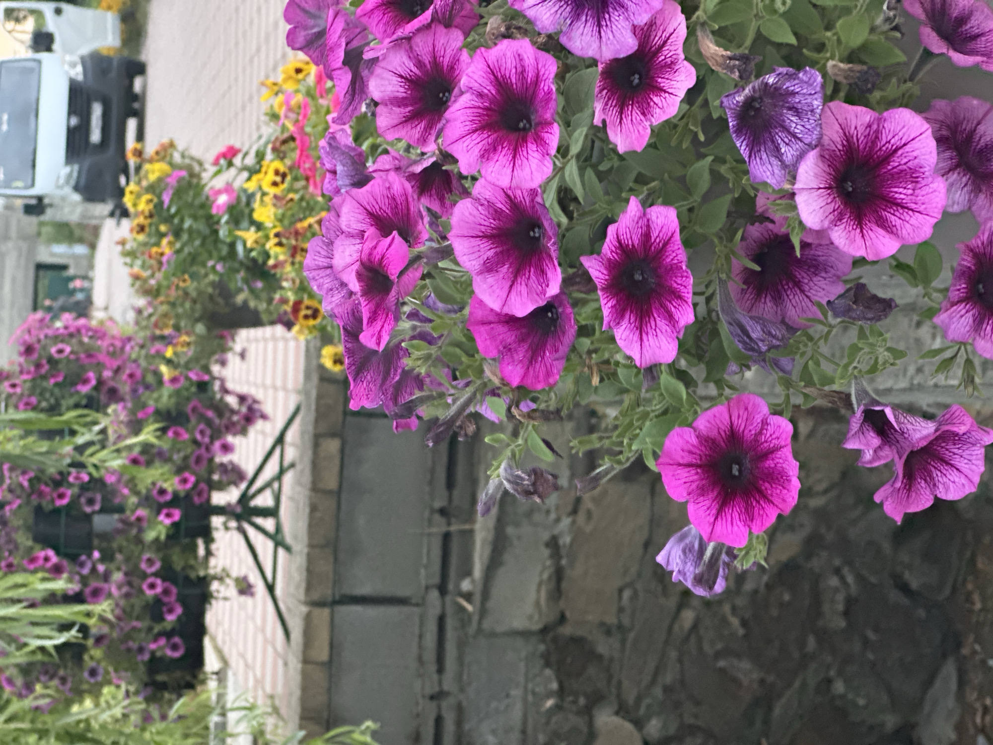 The image depicts a close-up view of vibrant magenta petunias in full bloom. The flowers are the primary subject, with their velvety petals displaying delicate dark veins radiating from a deep purple center. Several blooms are in focus, showcasing their trumpet-like shape and ruffled edges. The background is blurred, but hints of other colorful flowers, possibly yellow and pink, can be seen. A stone wall runs along the lower left of the frame, providing a textured contrast to the soft petals. In the upper background, a white van is partially visible, suggesting an urban or semi-urban setting. The scene appears to be outdoors, likely in a garden or public space. The location is identified as Yaroslavskaya, Russia.