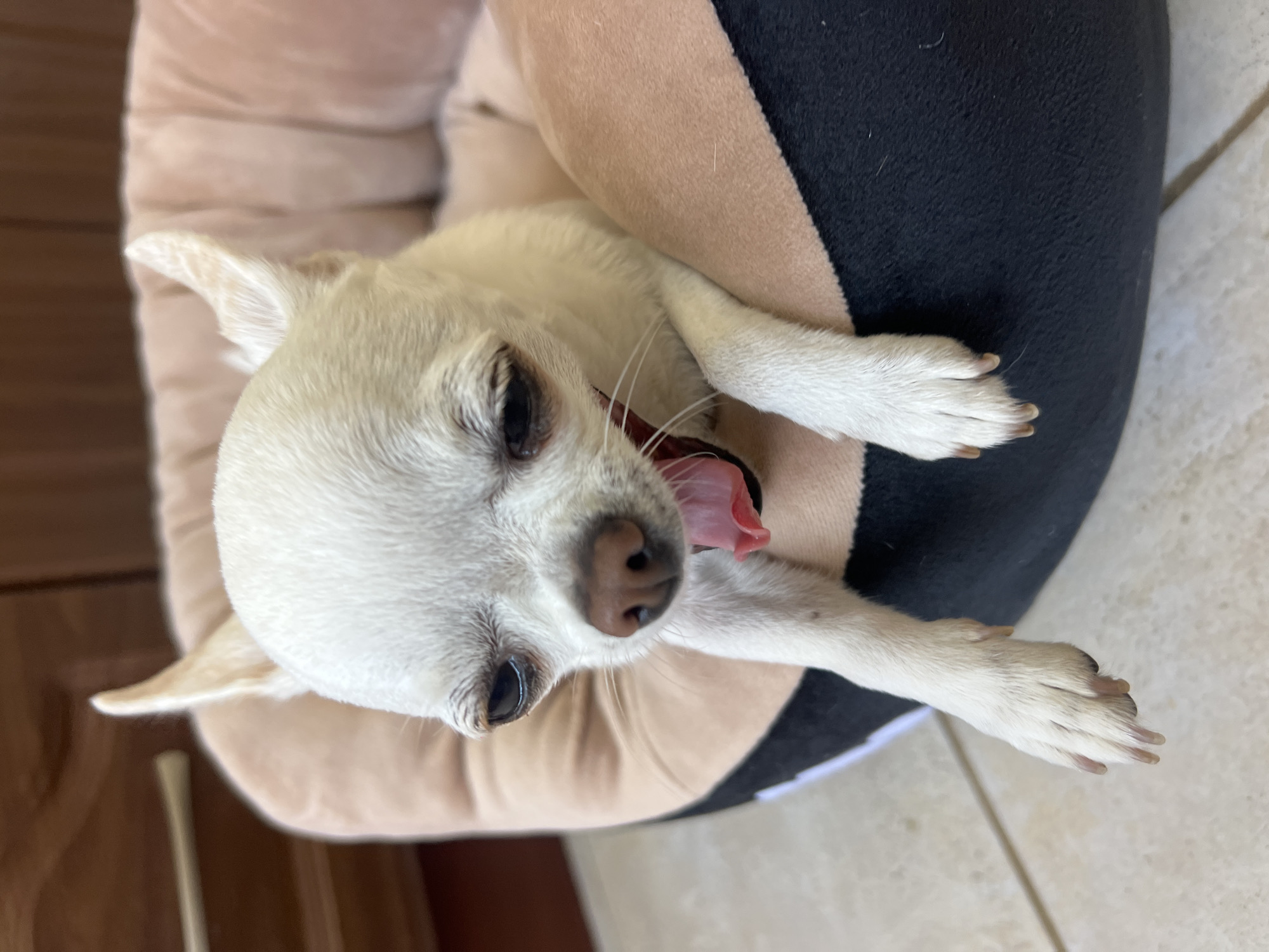 A white chihuahua is lying in a dog bed, yawning. The dog bed is round and plush, with a light pink interior and a black exterior. The dog's head is tilted down, and its tongue is hanging out. Its eyes are partially closed. The background is blurred but appears to be a wooden dresser. The scene is indoors, and the lighting is natural. The dog is the main subject of the image. The location in the city of Fontanka, Ukraine is not specified in the image.