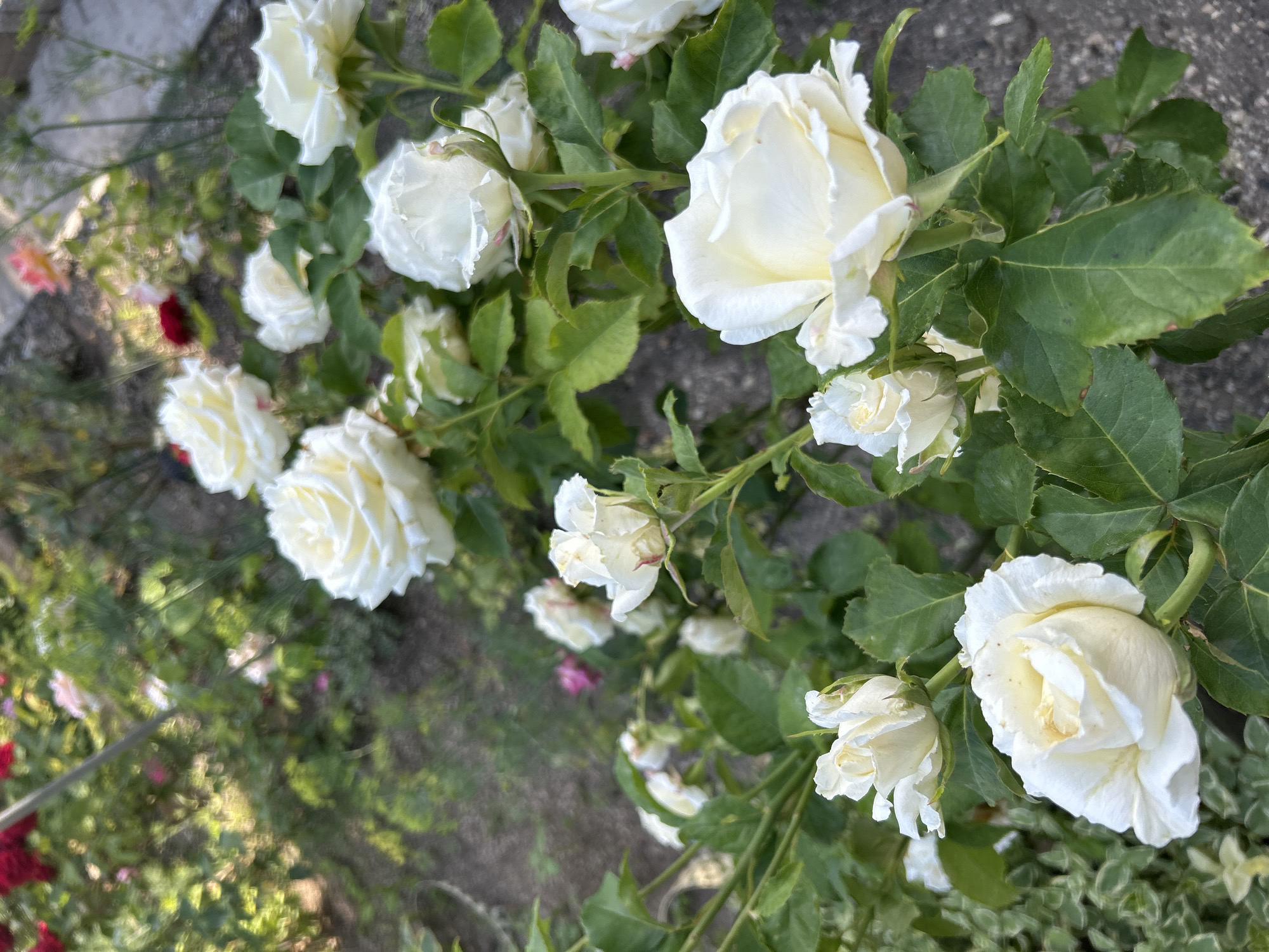 The image displays a close-up view of a rose bush with numerous white roses in various stages of bloom. The roses are predominantly white, with some showing subtle hints of yellow or pink in their petals. They are surrounded by lush green leaves. In the background, out of focus, are glimpses of other flowers, including red and pink roses, as well as some greenery. The ground appears to be a mix of soil and gravel. The overall impression is that of a garden setting. There are no people or animals visible in the image. The lighting suggests it is daytime, likely outdoors. The image does not provide any specific geographical markers or context to determine its location within Gelendzhik, Russia.