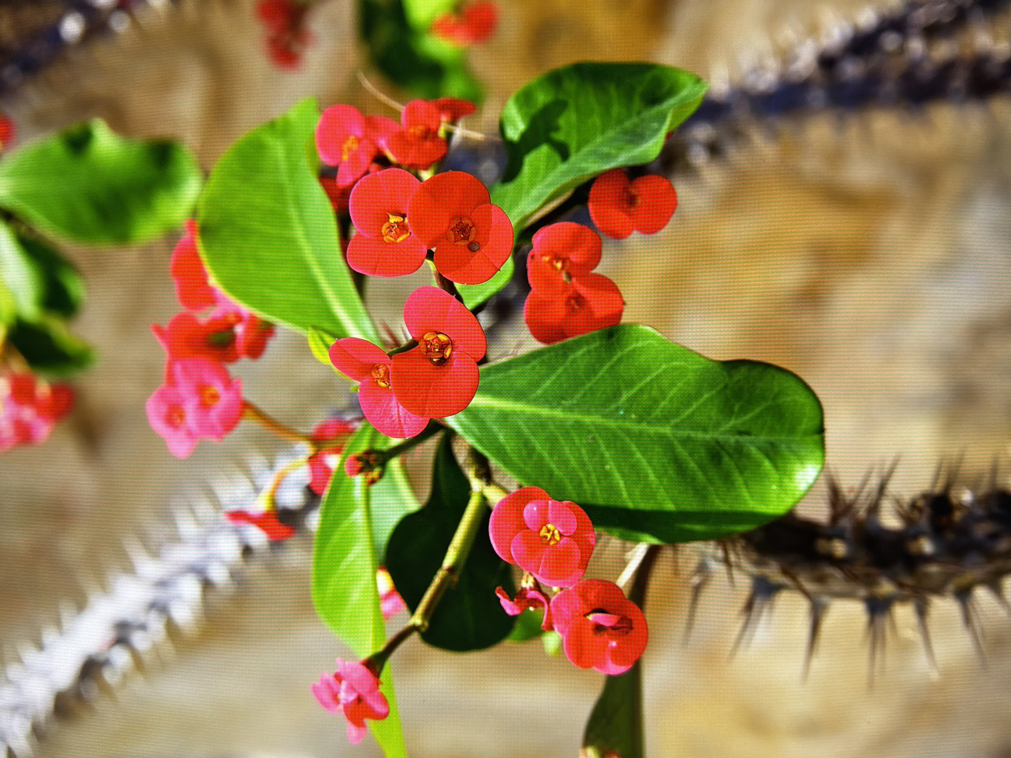 The image displays a close-up view of vibrant red flowers and green leaves on a thorny stem. The flowers are small and clustered, with some appearing to be in bloom while others are buds. The leaves are oval-shaped and a deep green color. The stem is covered in sharp, dark thorns. The background is a blurred, warm-toned surface, possibly a wall or fabric, with a grid-like texture visible, suggesting the photo was taken through a screen or mesh. There are no people or animals present in the image. The focus is entirely on the plant's details. The image does not contain any elements that would allow for identification of its location in Kyiv, Ukraine.