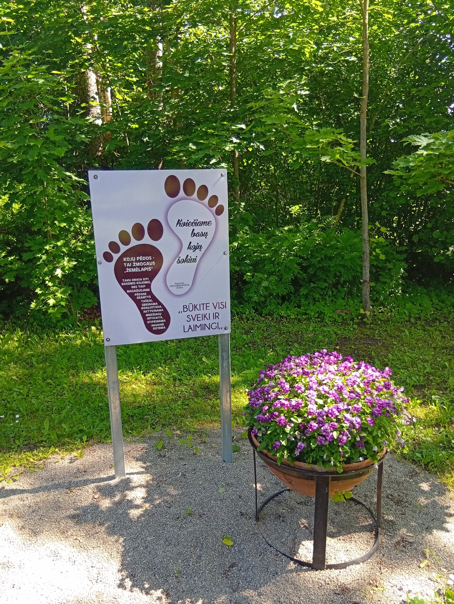 In Dirvonėnai, Lithuania, a sign featuring two large, stylized footprints is displayed on metal posts amidst lush green trees. The sign has text in Latvian, with the largest words being "Kviečiame basų kojų šokūvi" (We invite bare feet to dance). Smaller text on the left foot reads "KOJU PĖDOS - TAI ŽMOGAUS „ŽEMĖLAPIS“" (Footprints are a person's "map"), followed by a list of benefits such as "TAKU REIKIA BŪTI BASOMS KOJOMIS, NES TAIP MASĄŽUOJAMI PĖDOS, ESPERIATYS TAŠKAI, GERINAMA KRAUJOTEKA, AKTYVINAMA MEDŽIAGŲ APYKAITA, STIPRINAMA VISUOMENINĖ SISTEMA" (Trails need to be barefoot because feet are massaged, pressure points are stimulated, circulation is improved, metabolism is activated, and the immune system is strengthened). The right foot contains the phrase "„BŪKITE VISI SVEIKI IR LAIMINGI,“" (Be all healthy and happy). Below this, smaller text indicates "PAKVAIKUOTAS DIRVONĖNAI, 2017M." (Decorated Dirvonėnai, 2017). To the right of the sign, a large, round terracotta pot filled with vibrant purple flowers sits on a dark metal stand, placed on a gravel path. The scene is illuminated by sunlight, casting shadows on the gravel.