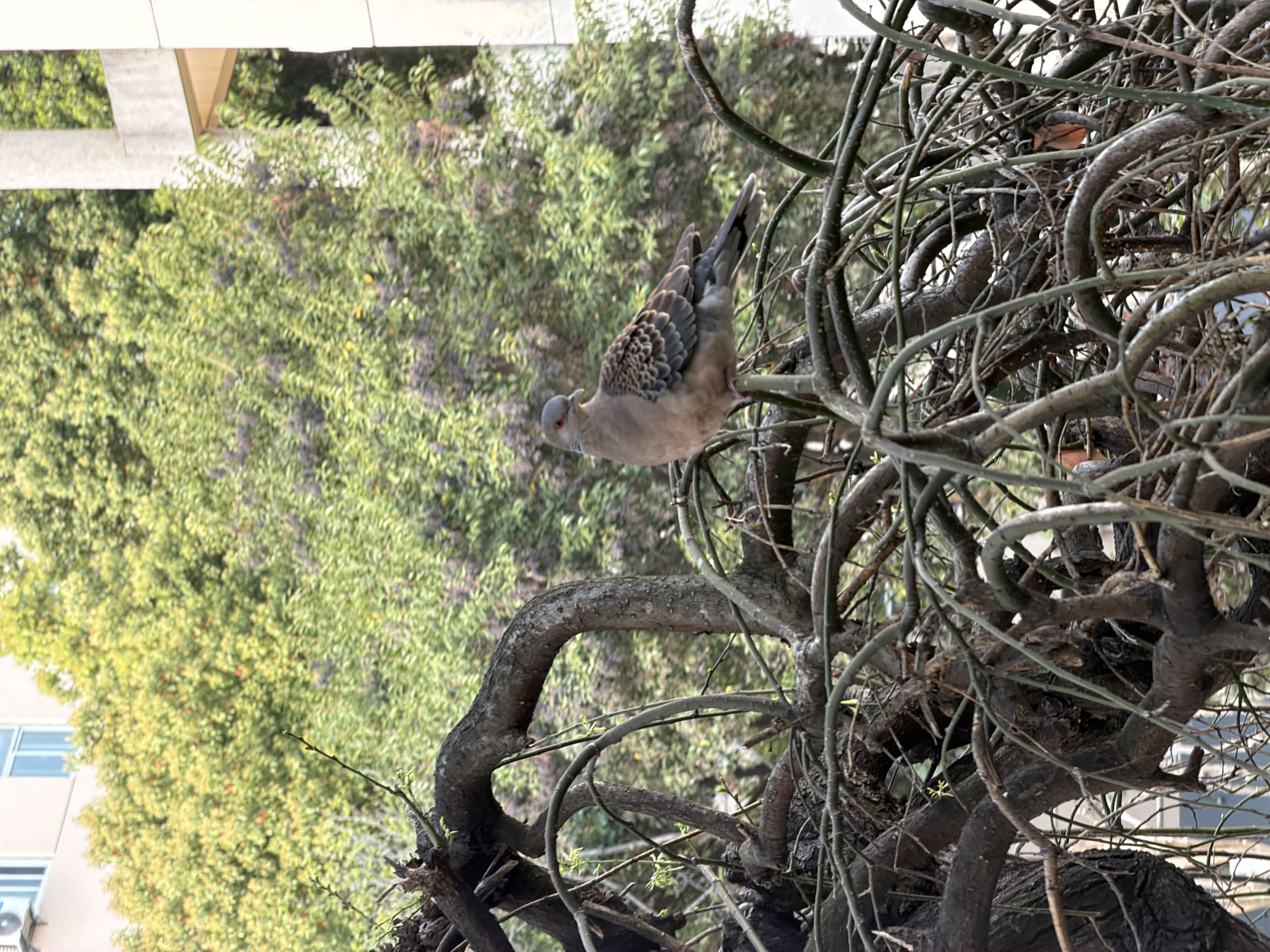 A tan-colored turtle dove with gray feathers and black speckled markings is perched on a tree branch. The tree is a gnarly and twisted structure with many intertwining branches. A dense green leafy tree provides a backdrop for the bird and branches. In the background is a building with white walls and visible windows, suggesting an urban environment. The image's setting is Jiangning District, China.