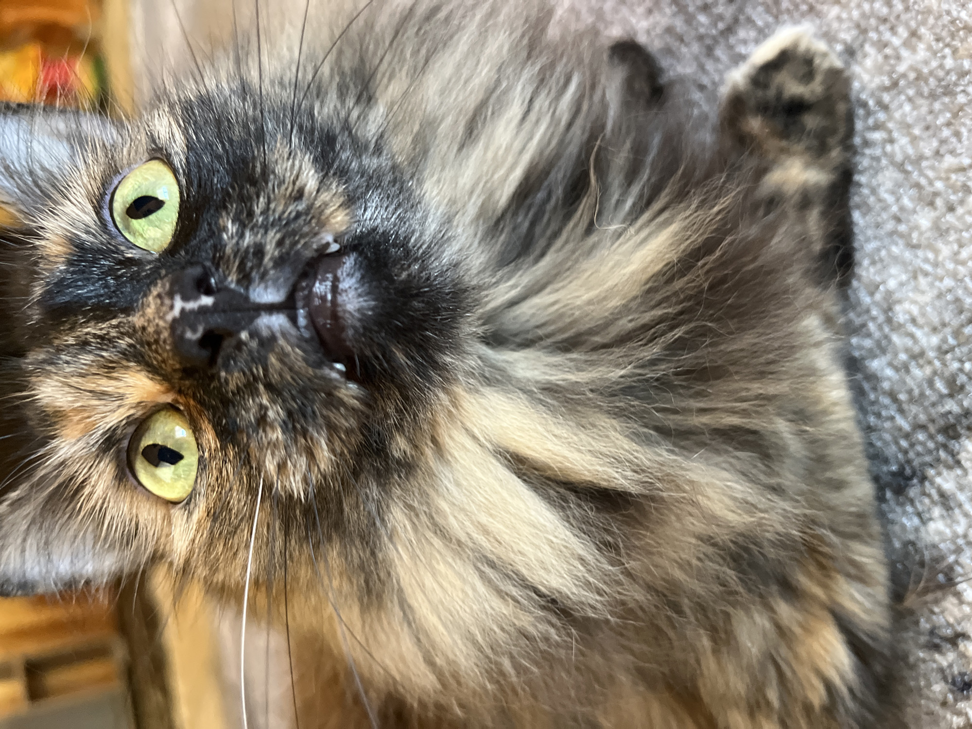 A close-up, low-angle, eye-level shot captures a fluffy tortoiseshell cat's face with bright green eyes and its mouth slightly open, revealing small fangs. The cat's fur is a mix of black, brown, and orange, with long whiskers extending outwards. The background is blurred, showing warm, soft lighting and a textured surface that appears to be carpet. The image does not depict any specific location in the city of Pamyati 13 Bortsov, Russia.