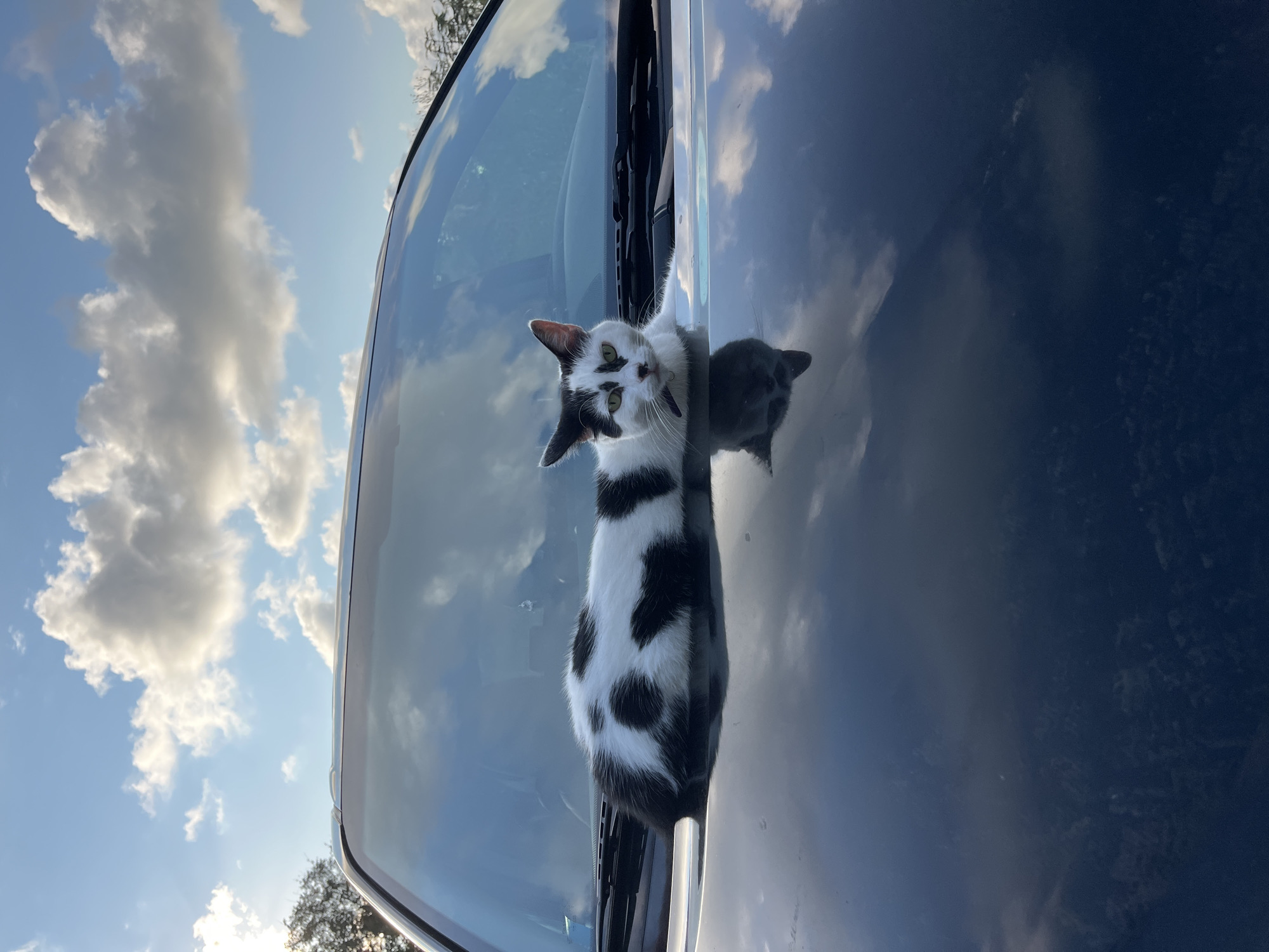A black and white cat with green eyes is lying on the hood of a dark car. The cat is positioned horizontally, with its body stretched out and its head turned towards the camera. The car's windshield is in the background, reflecting the sky and clouds. The hood of the car is dark and shiny, reflecting the sky as well. The scene appears to be outdoors, possibly in a park or residential area, with trees visible in the distance. The sky is blue with fluffy white clouds. The location is the city of Ureki, Georgia.