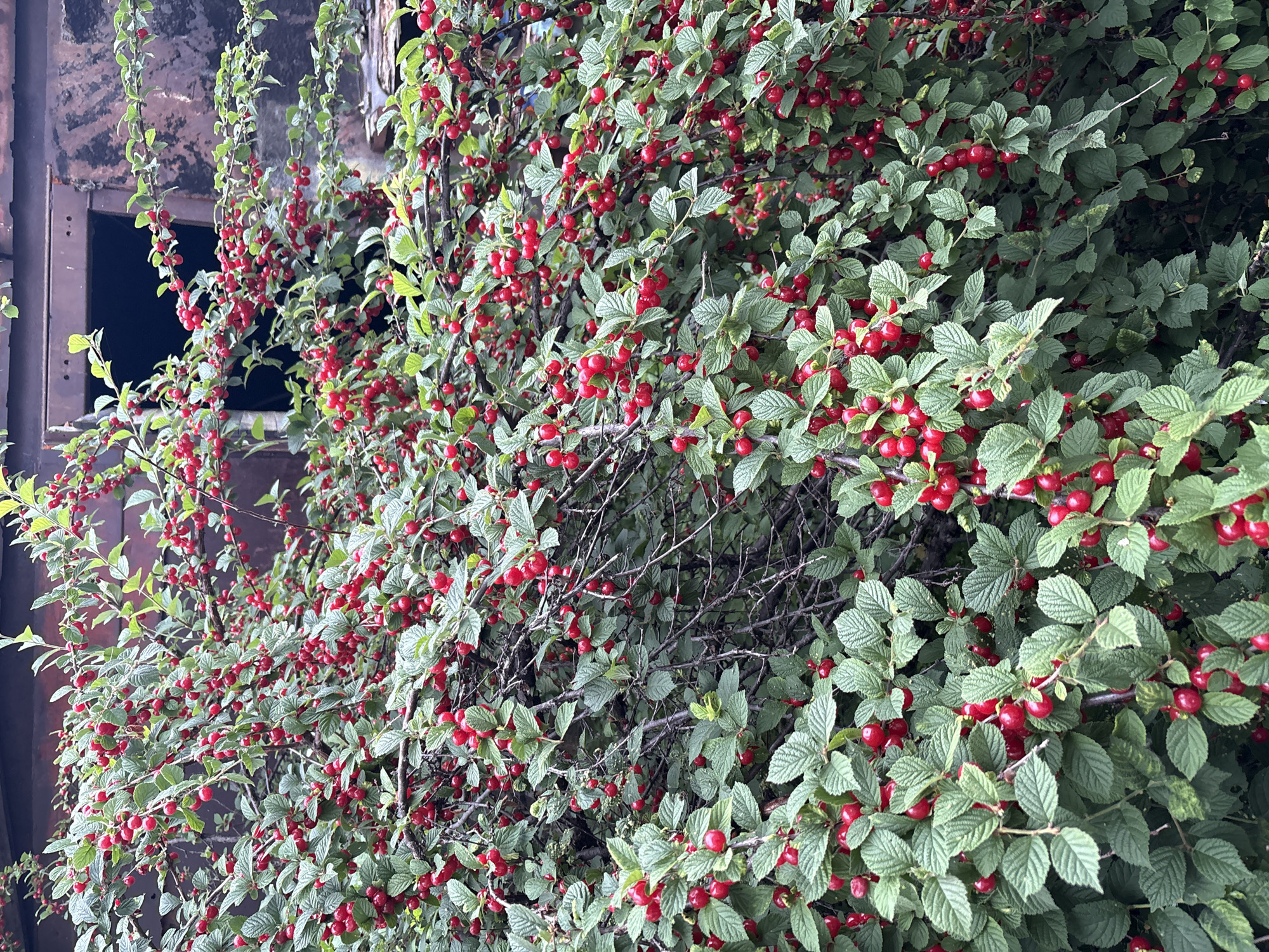 The image shows a close-up view of a densely leaved bush laden with small, ripe red berries. The berries are oval-shaped and appear to be attached to thin stems, with clusters of them hanging amidst the vibrant green foliage. The leaves are serrated along the edges and have a slightly textured surface. In the background, a dark, weathered structure, possibly part of a building, is visible, with a dark opening suggesting a window or doorway. The overall scene depicts a natural element, a berry bush, juxtaposed with an aged man-made structure, in an outdoor setting. The image does not contain any people or animals.