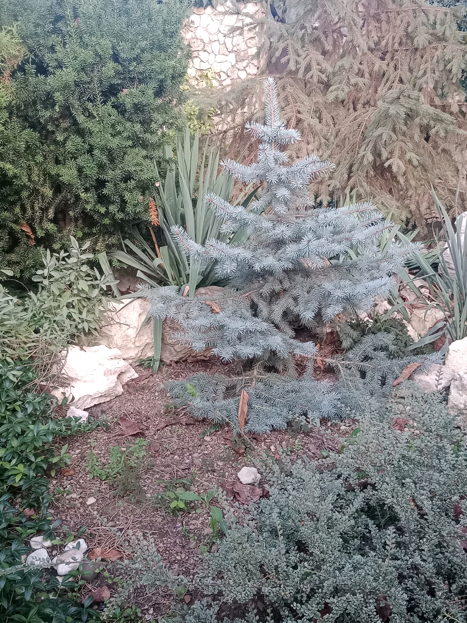 A small, blue spruce tree stands in a garden setting, surrounded by various other plants and rocks. The tree has a conical shape with light blue-green needles. To the left of the spruce, a large, dark green evergreen bush with dense foliage is visible. Behind the spruce, a taller, mature evergreen tree with muted green and brown needles appears to be drier or older. Several large, pale rocks are scattered throughout the garden bed. Long, blade-like green leaves of another plant rise from behind the spruce. The ground is covered with a mixture of soil, small stones, and fallen leaves. In the lower right corner, a low-growing, grey-green shrub with small leaves fills the frame. The background shows a textured wall constructed of light-colored stones. There are no people or animals present.