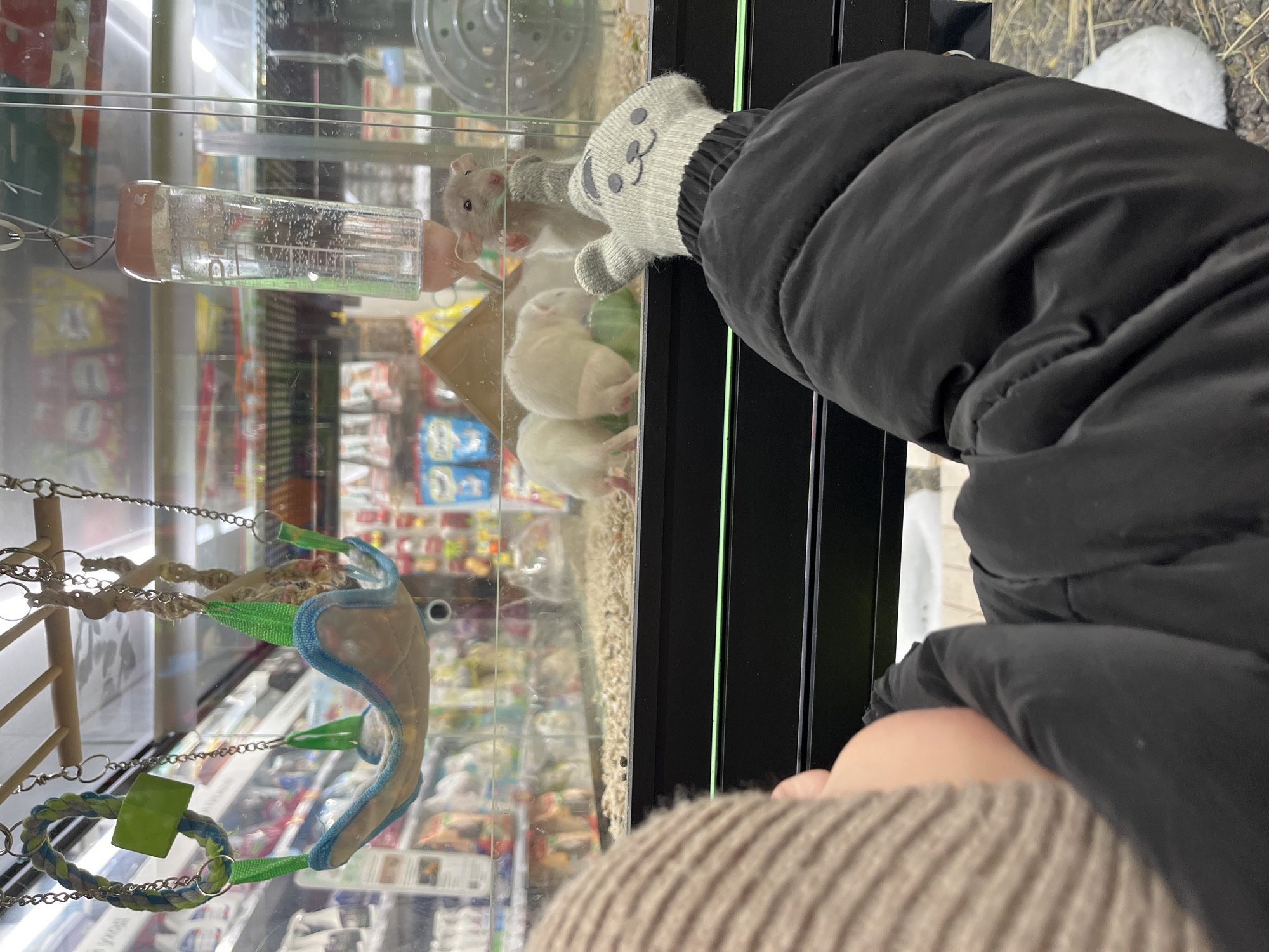 An angled, close-up shot depicts a person's gloved hand reaching towards a glass enclosure containing several small rodents, likely in a pet store or similar retail environment in Селекционер-2 Снт, Russia.
The person is wearing a black puffer jacket, and a light brown knitted hat is partially visible at the bottom of the frame. Their right hand is covered by a grey mitten adorned with a cute cartoon animal face (resembling a cat or bear). This gloved hand is positioned against the glass of the enclosure, appearing to interact with the animals inside.
Within the clear glass habitat, a grey rodent, possibly a hamster, stands upright near the glass, looking directly at the person's gloved hand. Below it, two white rodents are visible, one seemingly resting on a green-colored item or bedding. The enclosure features a clear plastic water bottle with a pinkish-tan cap, filled with water and bubbles. Other accessories include a small wooden ladder-like structure and a soft fabric hammock or bed, both hanging by chains from the top of the enclosure. The bottom of the habitat contains bedding material.
The background, visible through the glass, is blurred but shows shelves stocked with various packaged goods, consistent with an indoor store setting. The overall impression is one of curious observation or gentle interaction with the animals. No clear, legible text is visible in the image.