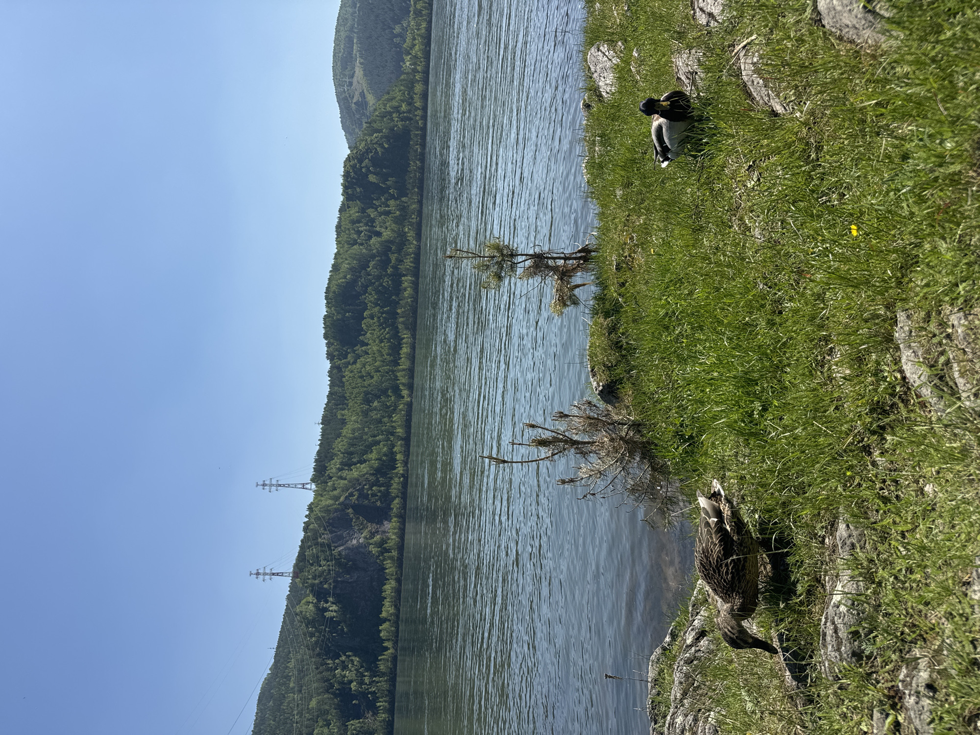 The media file displays a serene natural landscape, likely near Krasnoyarsk, Russia, featuring a wide body of water, forested mountains, and a grassy shoreline under a clear blue sky. The image is bathed in bright daylight, suggesting a sunny, mid-day setting with no visible clouds.
The central feature is a calm river or large lake that stretches across the mid-ground. Its surface is lightly rippled, reflecting the brilliant blue sky. On the far side of the water, densely forested mountains or large hills rise, covered with lush green trees. Several tall power line towers are visible on these distant slopes, indicating human infrastructure within this natural environment.
In the foreground, a vibrant green grassy bank slopes down to the water's edge, dotted with rocks. Two ducks are present on this bank. One duck, clearly identifiable as a male mallard with its distinctive dark head (likely iridescent green) and white neck collar, is situated further up the bank among the grass. Another duck, appearing to be a brown-feathered female mallard or a similar species, is partially visible closer to the water, with much of its body obscured by the foreground grass and rocks. A small, sparse tree or shrub with dried branches stands near the water on this bank. No text is visible in the image. The overall scene evokes a sense of peace and natural beauty.