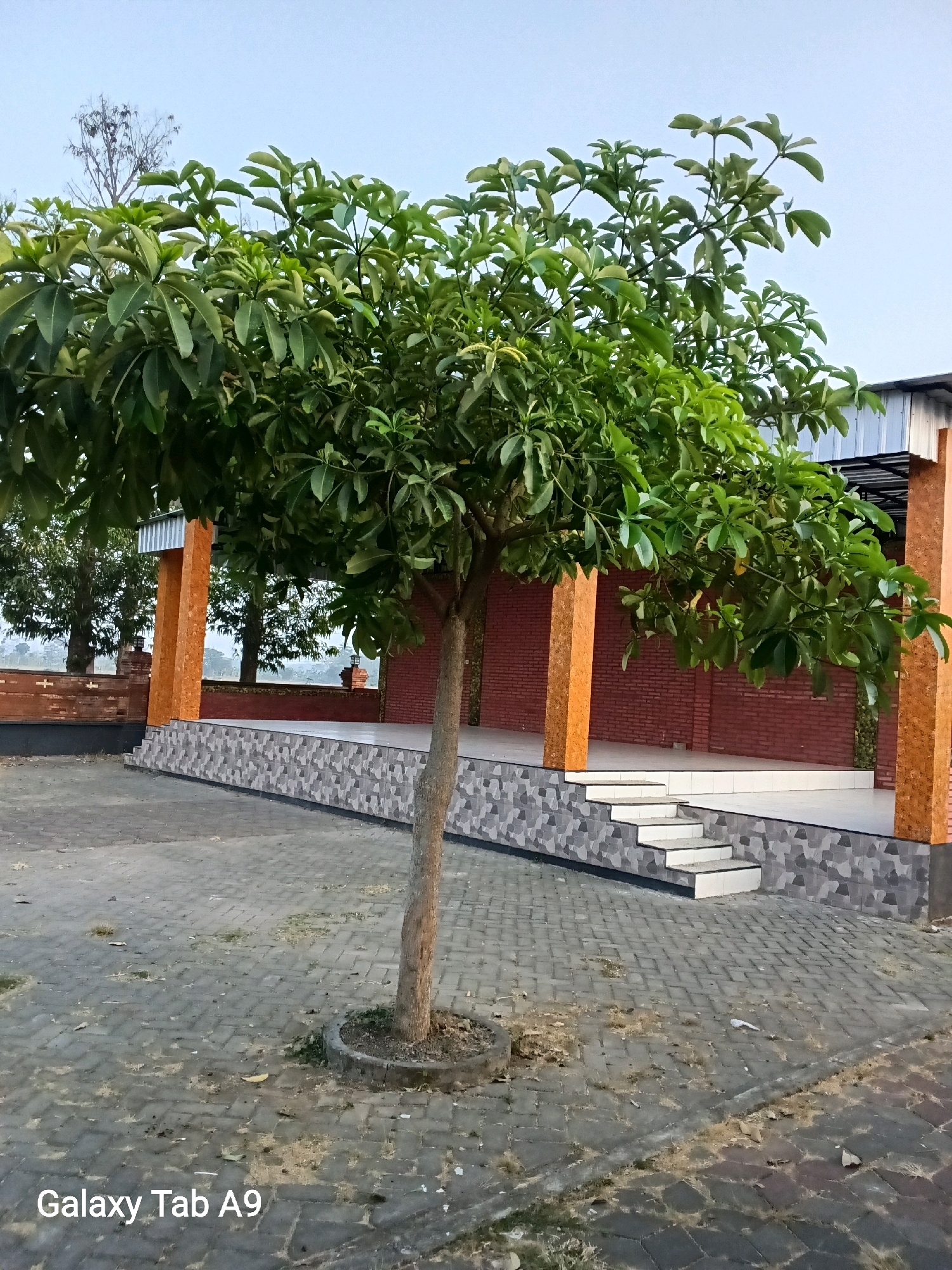 The image depicts an outdoor scene in Bendorejo, Indonesia, with a focus on a tree in the foreground. The tree has a thick, rough trunk and a dense canopy of green leaves, some of which are slightly lighter green, suggesting new growth. The tree is positioned on a paved area composed of interlocking gray pavers.
Behind the tree, there is a raised structure with a white tiled platform. A set of white stairs with dark edging leads up to this platform. The base of the structure is decorated with a patterned tile that alternates between shades of gray and white, creating a mosaic-like effect. Two large, rectangular columns with an orange-brown textured finish support the roof of the structure, which appears to be made of corrugated metal.
The background reveals a brick wall, painted red, behind the elevated platform. Further back, other trees are visible, including a bare, leafless tree to the left of the main tree and more trees with foliage on the right. The sky is a pale blue, indicating it might be early morning or late afternoon.
The paved area in front of the structure is somewhat uneven and scattered with dry leaves and debris. The lighting suggests an overcast or diffused natural light. A watermark in the bottom left corner reads "Galaxy Tab A9". There are no people visible in the image.