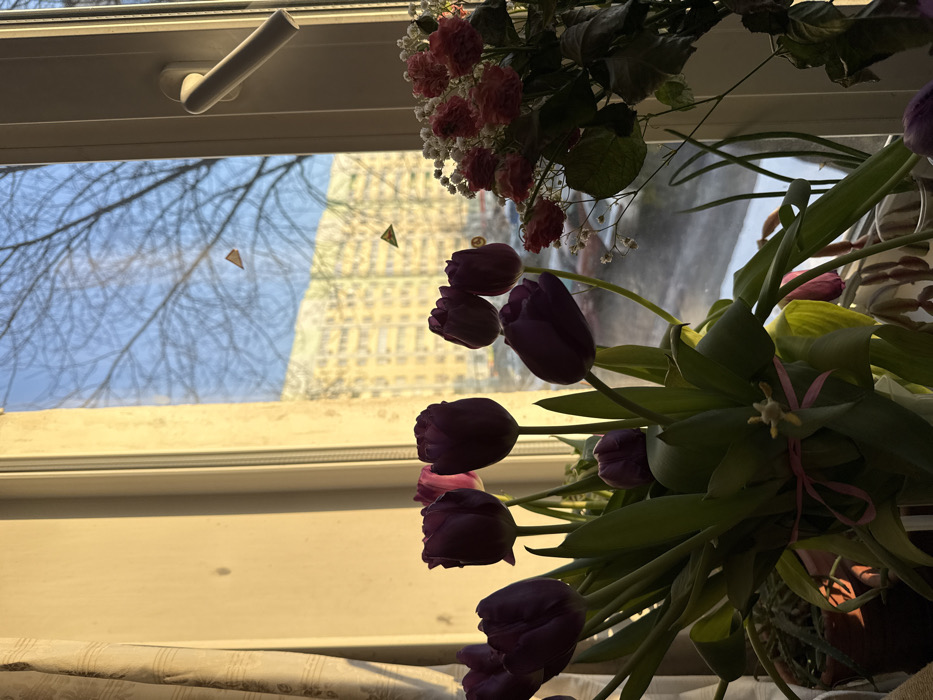 The image depicts an indoor scene looking out through a sunlit window in Chaikovsky, Russia. In the foreground, on the left, a portion of a light-colored curtain is visible alongside a wall, both illuminated by strong, warm, golden sunlight entering from the left. Dominating the lower left and center is a large bouquet of approximately ten to twelve deep purple tulips, with one or two appearing pinkish, arranged in a vase. The tulip stems are green, and a pink ribbon is tied around the lower portion of the bouquet. To the right of the tulips, another bouquet is present, consisting of smaller, reddish-pink flowers, resembling miniature carnations, interspersed with white baby's breath. These flowers appear somewhat dried or aged. A small green potted plant is partially visible behind the tulip vase on the far left, and another plant with segmented stems is visible below the window on the right.
The window itself has a white frame, with a white handle on the right side. The glass exhibits two small, light-colored triangular objects, possibly stickers or reflections. Through the window, the outdoor environment is visible under a clear, bright blue sky. Bare tree branches are prominent against the sky, suggesting a cold season. In the mid-distance, a large, multi-story residential building, likely an apartment block, is visible. It is light-colored, possibly beige or yellow, with numerous windows and a flat roofline that includes sections of what appears to be green. Below the building, the ground is partially covered with a light layer of snow or ice, and several parked vehicles are discernible. The overall lighting suggests either a morning or late afternoon setting due to the low-angle sun. No people are visible in the image.