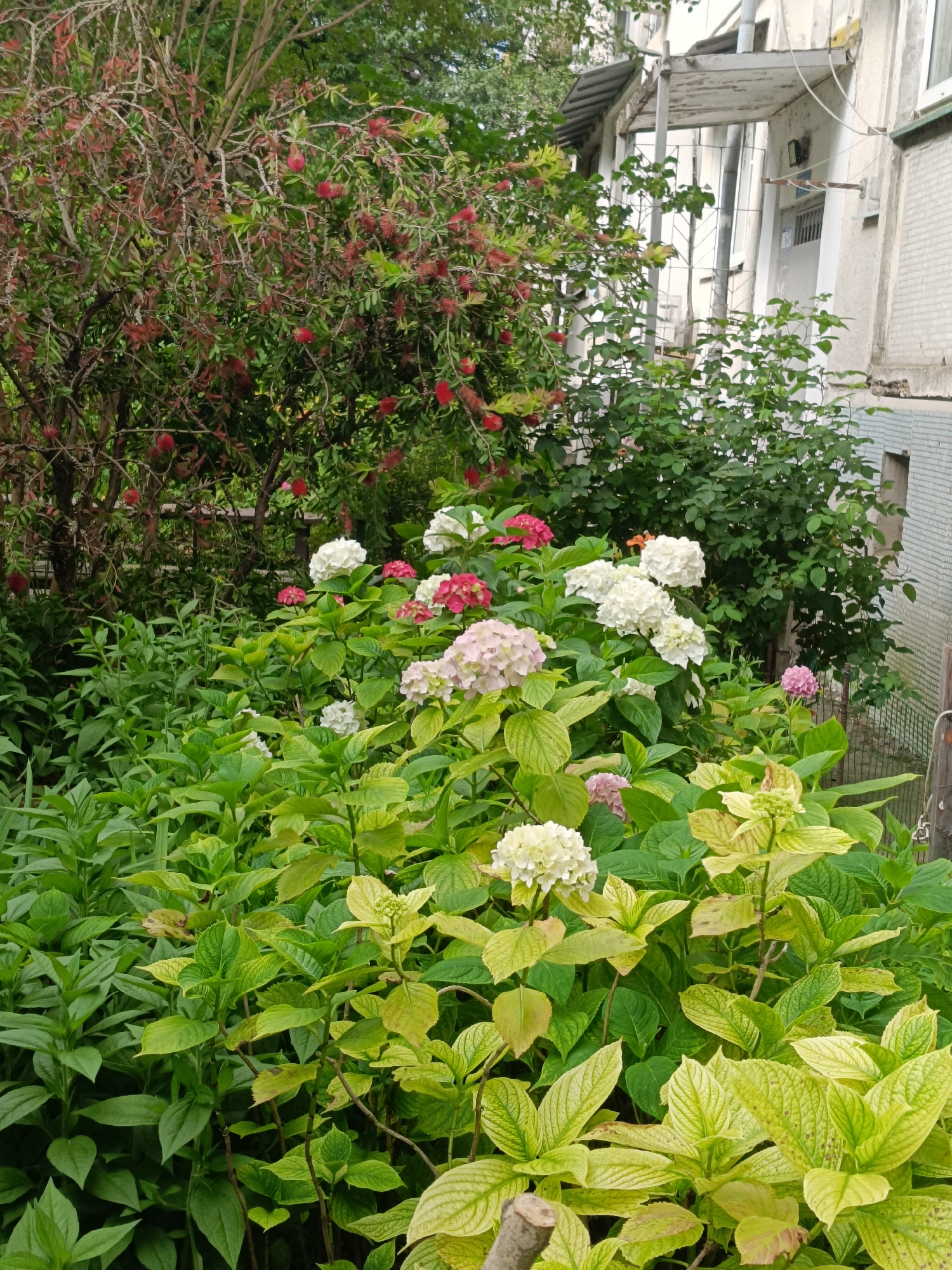 This media file depicts a lush garden scene with a building in the background. The foreground is dominated by a variety of flowering plants, including hydrangeas in shades of white, pink, and red. The hydrangeas have large, rounded clusters of blossoms, with some plants displaying vibrant green foliage and others with lighter, almost yellow-green leaves, possibly indicating different varieties or stages of growth. Behind the hydrangeas, a tree with red, bottlebrush-like flowers is visible, adding a pop of contrasting color. Further back, dense green foliage from other bushes and trees creates a layered effect.
In the background, a section of a building is visible. It appears to be an older structure with a light-colored facade, possibly concrete or stucco. There are windows, a balcony with a weathered railing, and a metal awning. The building suggests an urban or semi-urban setting, possibly a residential area.
The scene appears to be outdoors during the daytime, with natural light illuminating the plants. The overall impression is one of a well-maintained garden, possibly in a temperate climate given the abundance of flowering plants. The location context of Sochi, Russia, suggests a potentially mild climate suitable for such vegetation. There are no people visible in the image. No text is discernable.