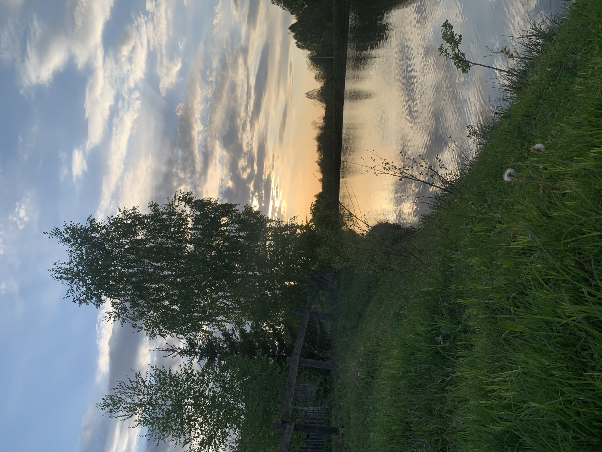 The image depicts a lakeside scene at sunset, presumably in Zasechnyi, Russia. The sky is filled with clouds, tinged with the orange and yellow hues of the setting sun, which reflects in the water. A line of trees silhouettes the horizon. In the foreground, tall green grass and a few dandelions grow along the bank. A weathered wooden fence sits amongst the grass and trees. A few birch trees stand to the left of the fence, obscuring part of the view. No people are visible.