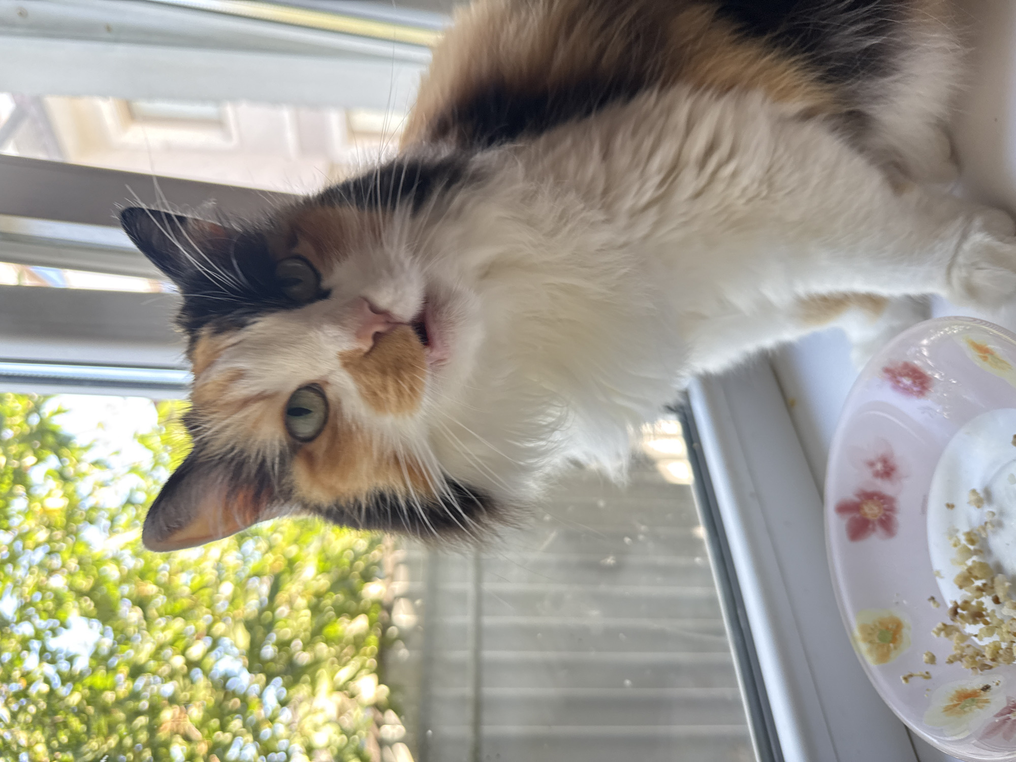 A calico cat sits on a white windowsill, looking at the camera with green eyes. Its fur is a mix of white, black, and orange. In front of the cat, on the windowsill, is a pink bowl with a floral pattern containing some white food and scattered crumbs. The background shows a blurred view of green trees and a building through a window. The image appears to be taken indoors, with the cat positioned near a window.