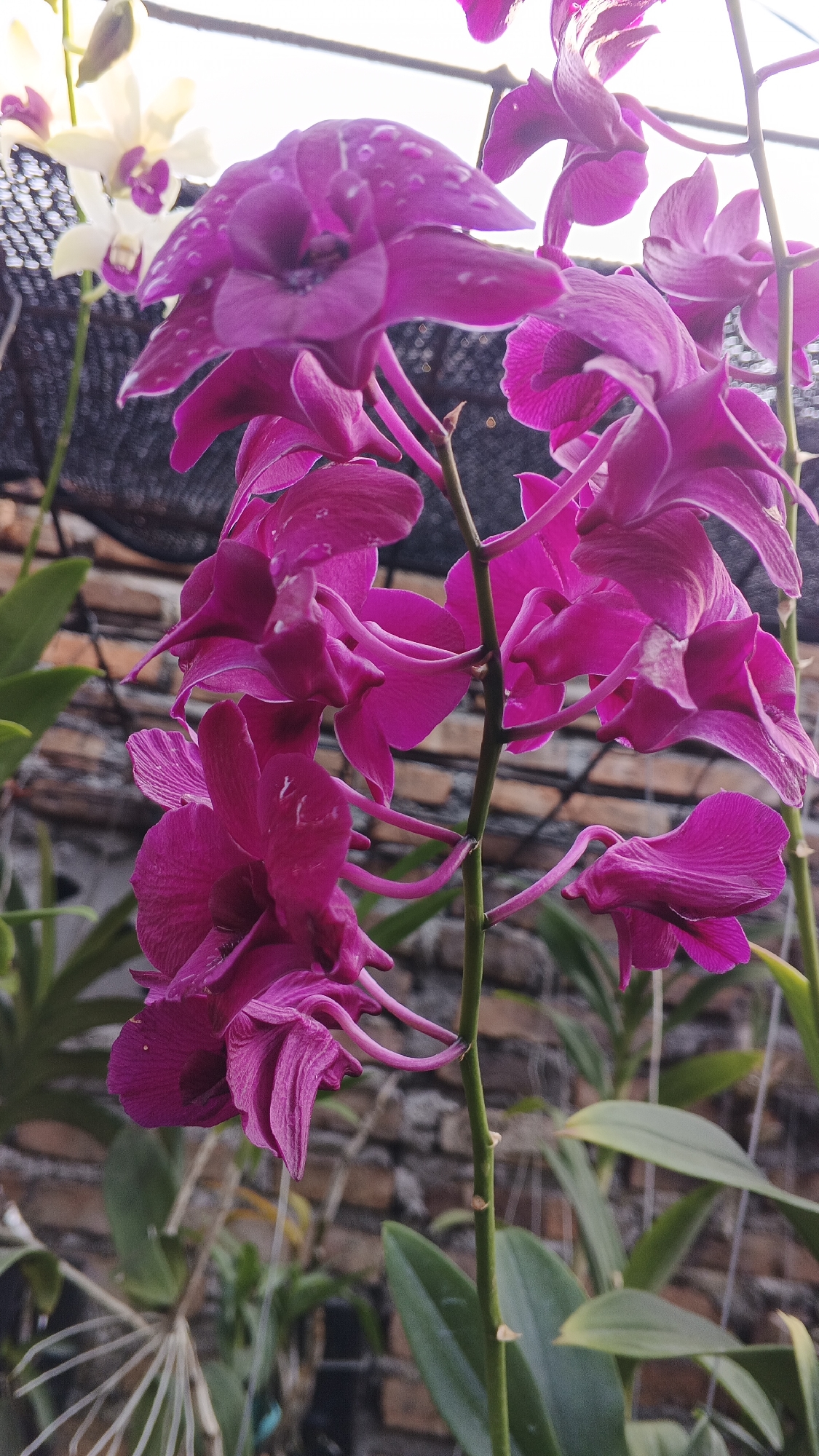 The image shows a close-up view of a cluster of vibrant magenta orchids in bloom. The orchids are detailed, with some showing water droplets on their petals. In the background, slightly out of focus, are a few white orchids and green leaves. The backdrop consists of a blurred brick wall and a black net structure, typical of a greenhouse or garden environment. The overall lighting suggests it is daytime, possibly overcast, as there are no harsh shadows. The scene is located in Ambarketawang, Indonesia.