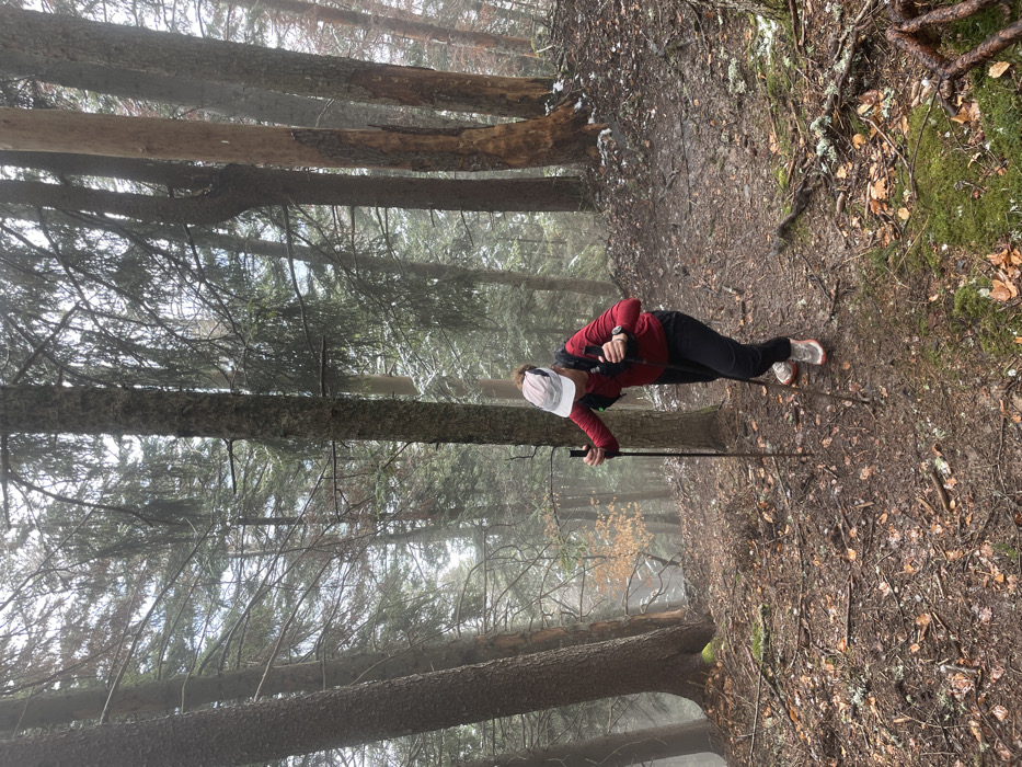 An adult female is depicted ascending a steep, wooded incline in the city of Sallanches, France. The subject wears a light-colored visor, a red long-sleeved athletic shirt, black pants, and athletic shoes, accessorized with a black hydration vest and a smartwatch on her left wrist. She is utilizing two black trekking poles, with the left pole planted forward for stability. Her posture is forward-leaning, indicative of exertion during the ascent. The terrain consists of damp earth, exposed tree roots, and extensive leaf litter. Patches of melting snow are visible on the ground and scattered branches. The surrounding environment is a dense conifer forest, with some bare deciduous trees in the misty background. The lighting is diffused, suggesting overcast or foggy conditions.