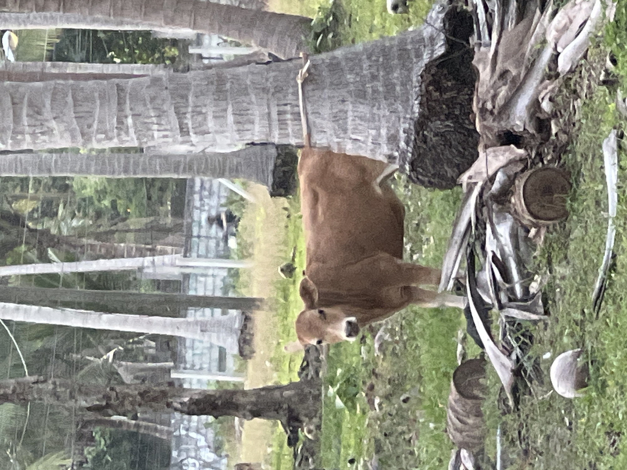 In the tropical environment of Koh Phangan, Thailand, a young brown cow stands in a grassy area littered with fallen palm fronds and debris. The cow is positioned in the foreground, facing the camera with its head slightly tilted. Behind the cow, several tall palm trees with their characteristic textured bark dominate the scene. In the background, a low wall or fence is visible, with a blurred figure of a person or people further beyond, suggesting a populated area. The overall impression is a rustic, natural setting with signs of human activity.