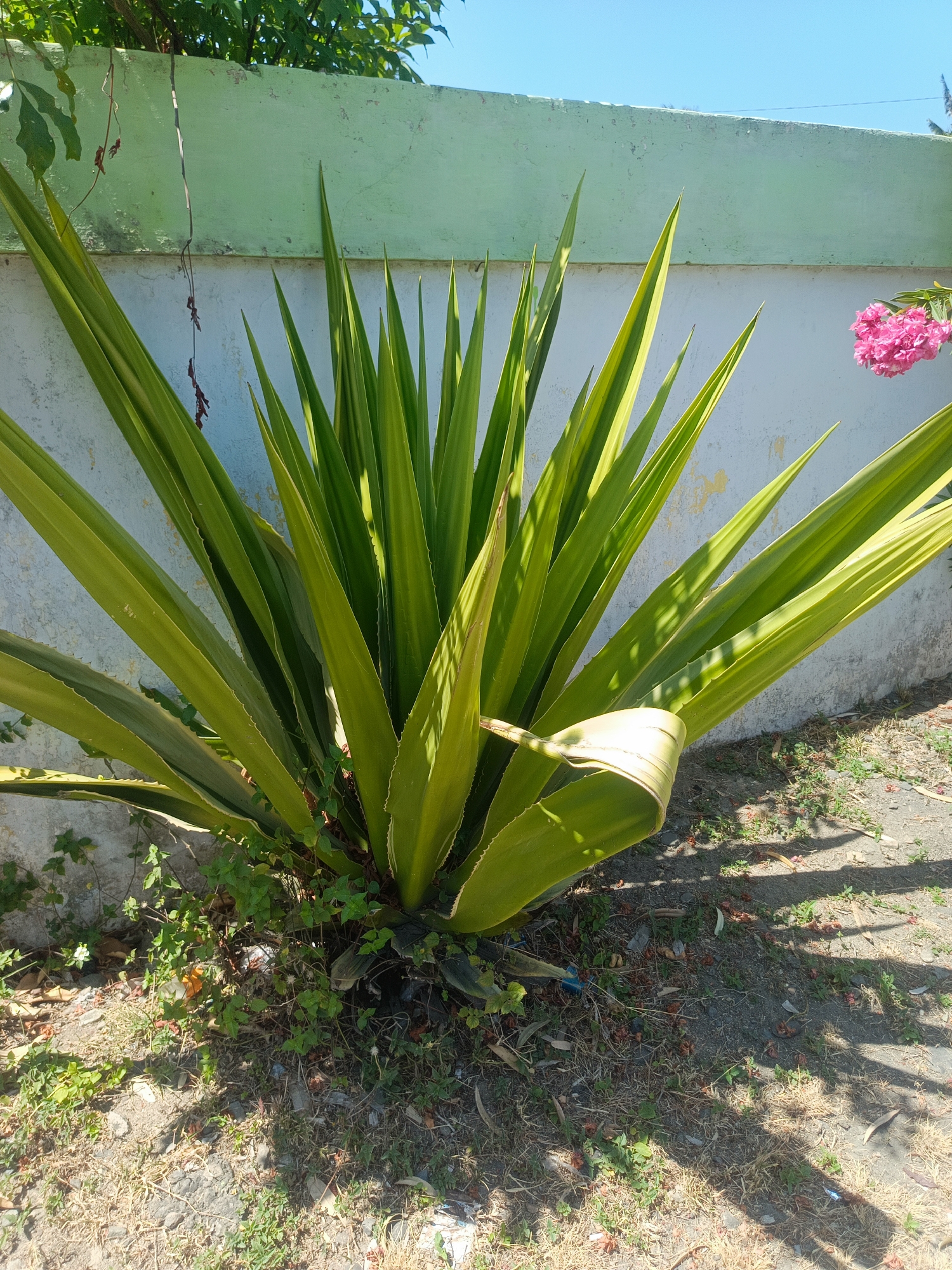 An Agave plant with long, spiky, variegated green and yellow leaves stands prominently in front of a light green, textured wall. The wall has some dirt and discoloration. A cluster of bright pink flowers is visible to the right of the plant, also near the wall. The ground in front of the plant is covered with dirt, small green weeds, and dry leaves. Shadows from the plant and unseen objects are cast across the ground. The sky above is clear and blue. The scene appears to be outdoors in a residential or public area, possibly a garden or yard, in Luwoo, Indonesia. There are no people or animals visible in the image.