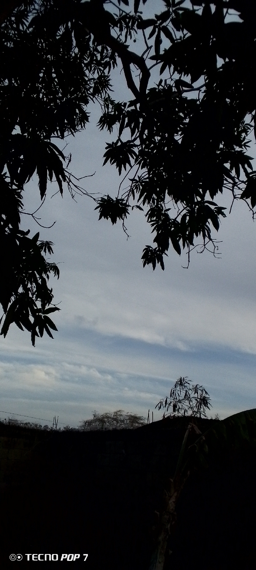 The image, likely taken in Altagracia, Venezuela based on the prompt, shows a view of the sky framed by silhouetted trees. The foreground and lower portion of the image are largely obscured in shadow. Visible against the cloudy sky are the outlines of trees, with distinct leaf shapes. In the distance, a low hill or ridge is silhouetted, with smaller trees or shrubs visible on its crest. A plantain tree is visible in the right foreground. The overall impression is of a landscape at dusk or under heavy cloud cover. "Tecno Pop 7" is imprinted in the lower-left corner of the image.