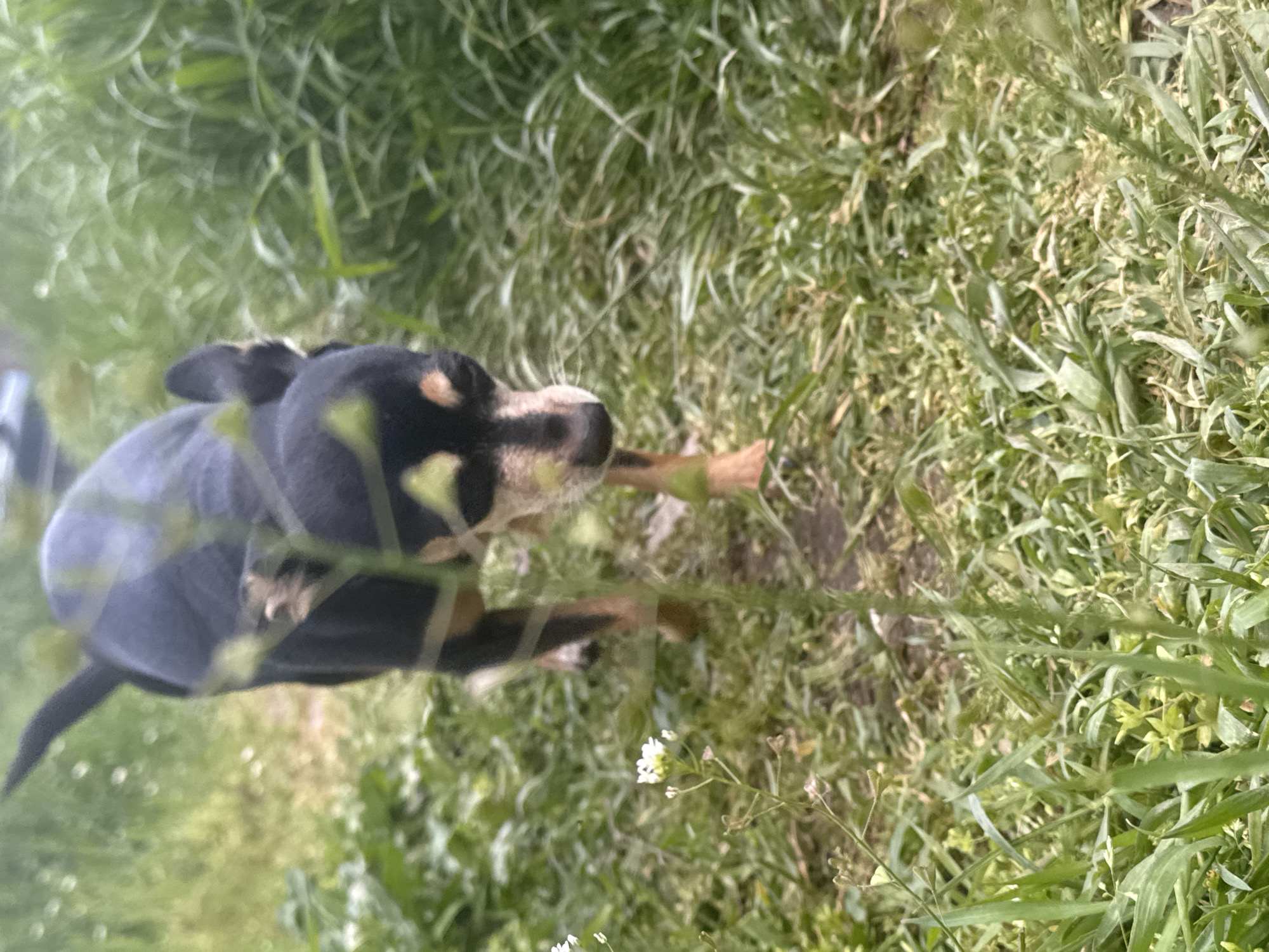 A blurry medium shot shows a dog standing in tall green grass. The dog is mostly black with tan markings and is facing away from the viewer and to the right of the frame. The dog appears to be holding a stick or bone in its mouth. The location is likely a park or other green space, but the city of Sofia, Bulgaria, cannot be determined from the visual information available.