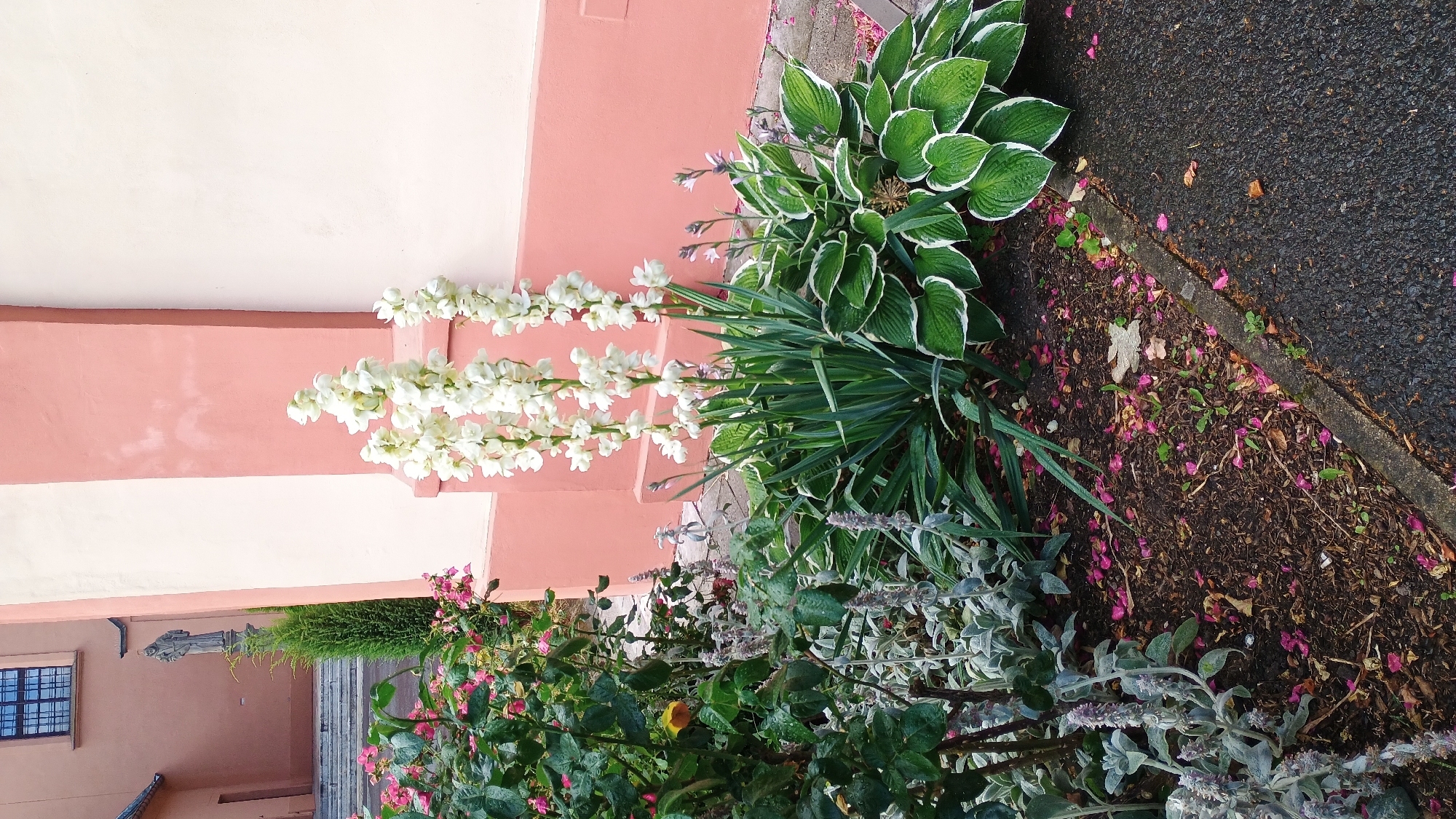 This is a medium-shot, eye-level outdoor photograph of a flower bed in front of a building with a pink and white facade. The flower bed contains several types of plants, including a rose bush with pink flowers on the left, a tall plant with spiky white blossoms in the center, and a hosta with variegated green and white leaves on the right. The ground of the flower bed is covered with dark soil and scattered pink petals. A grey concrete curb runs along the bottom edge of the flower bed, separating it from a dark asphalt surface. In the background, a portion of a building with windows and architectural details is visible, along with a small evergreen tree and a statue. This scene is located in Sokolov, Czechia, specifically near the Church of Saint James the Great, known for its pink facade. There are no people or animals visible in the image.