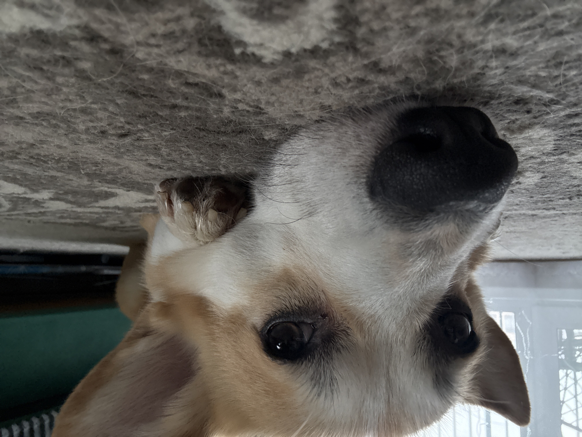 The image shows a close-up of a dog's face, with its head resting on a gray, textured carpet. The dog is a light brown and white corgi. Its eyes are dark brown and appear to be looking downwards. The dog's nose is black and moist. The background is blurred, but appears to show a window with vertical blinds and a dark green object, possibly furniture. The scene is indoors, likely in a residential setting. The image is not set in the city of Perm, Russia.