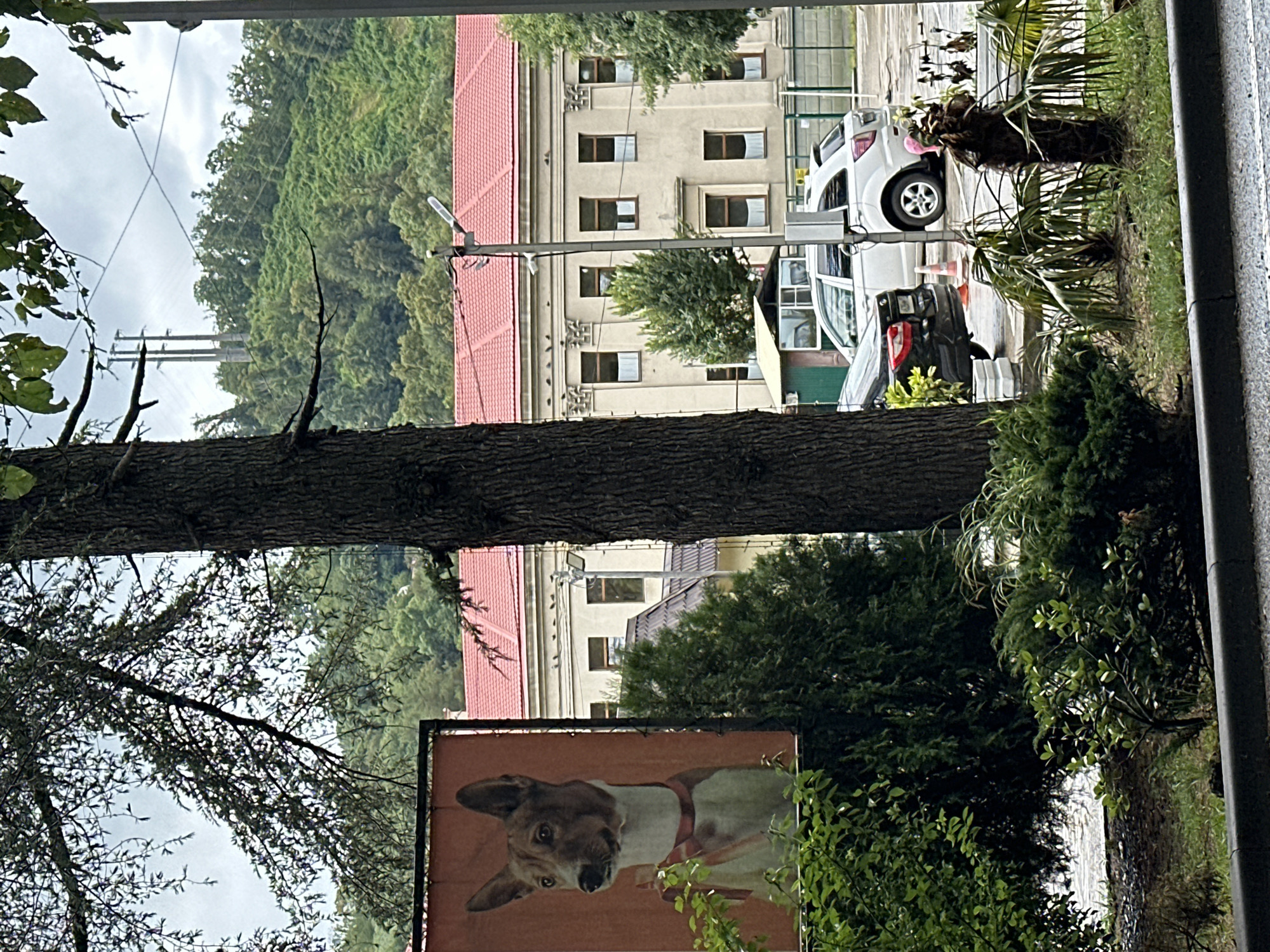 In Sochi, Russia, an outdoor scene unfolds with a large framed picture of a dog on the left, featuring a reddish-brown and white Basenji wearing a red ribbon. Behind the picture, a building with a red tiled roof and cream-colored walls is visible, with multiple windows and decorative architectural elements. A tall tree trunk dominates the center of the frame, obscuring part of the view. In the background, a lush green hillside is covered in trees, with power lines and transmission towers visible on its crest under a cloudy sky. In front of the building, a white SUV and a black car are parked. The foreground features green bushes and plants, and a sidewalk or curb runs along the bottom of the image.