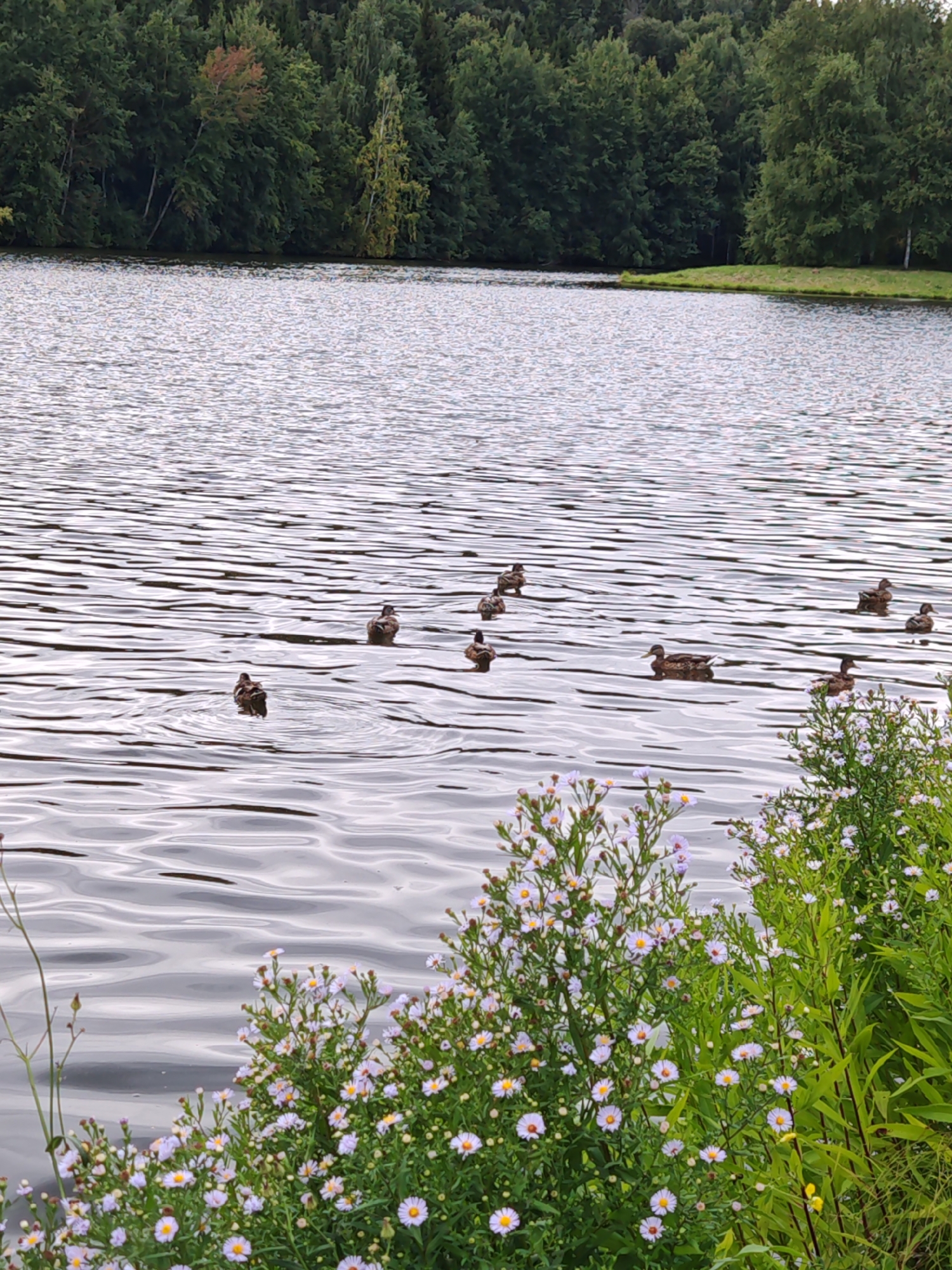 The image depicts a tranquil natural scene by the water's edge. A body of water, likely a lake or calm river, occupies the majority of the frame, its surface rippling gently. In the middle distance, a group of mallard ducks are scattered across the water. The background is dominated by a dense, verdant forest, suggesting a natural or park-like setting. In the foreground, a cluster of wild flowers with small white and purple petals bloom abundantly, adding a splash of color to the scene. The lighting suggests it is daytime, possibly overcast, given the soft light and lack of harsh shadows. The image has a slightly soft focus, contributing to its serene and peaceful atmosphere. This scene is consistent with areas found in the city of Rosinka, Russia, where similar natural landscapes with lakes and forests are common.