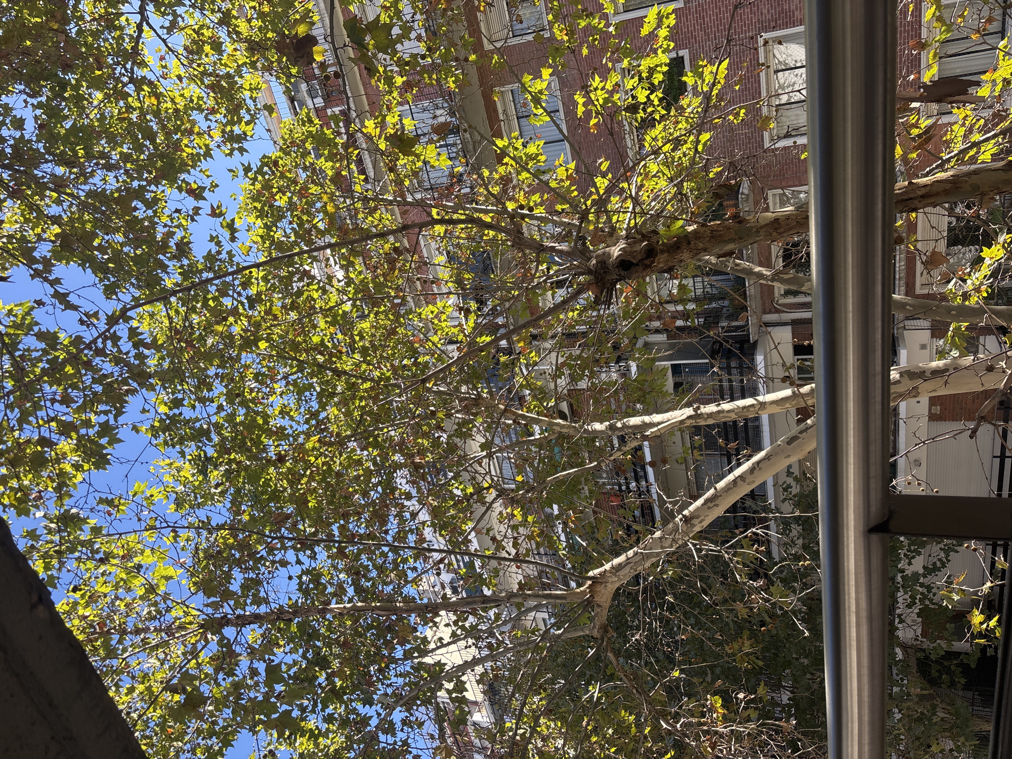 The image displays an upward-looking view, captured through the canopy of a large tree, revealing parts of buildings and a metallic structure against a bright blue sky.
**Subjects:**
The primary subjects are a large deciduous tree, urban buildings, a clear blue sky, and a prominent metallic pole.
**Objects:**
A mature tree dominates the middle and right sections of the frame. Its thick branches exhibit mottled light grey and tan bark, characteristic of a plane tree. The canopy is dense with green leaves, some showing yellow and brown autumnal tints. Several small, spherical seed pods are visible hanging from the twigs. A gnarled main branch extends diagonally from the upper right portion of the frame towards the lower middle.
Patches of clear, bright blue sky are seen through gaps in the foliage, mostly in the lower and central-left areas.
In the background, visible through and above the tree, are multi-story urban buildings. One building, towards the upper center and right, features a reddish-brown brick facade with numerous windows, some reflecting sunlight and others showing white frames or sills. Another building, towards the upper-left, has a lighter, possibly white or cream-colored facade, also with windows.
A cylindrical, silvery metallic pole runs vertically along the left edge of the image, extending from top to bottom. It reflects bright light, suggesting a polished surface, and a darker, angular structure is attached to or behind it.
**Activity or Event:**
No specific activity or event is taking place; the image is a static photograph of an urban scene viewed from below.
**Notable Details:**
The bright sunlight illuminating the leaves, reflecting off the pole and windows, indicates it is daytime, likely a sunny morning or afternoon. The sky is clear, suggesting fair weather. The architecture of the brick and lighter-colored buildings, along with the type of tree, points to an urban environment. The provided context specifies the location as Buenos Aires, Argentina. The overall impression is one of nature thriving amidst an urban setting. No visible text is present in the image.