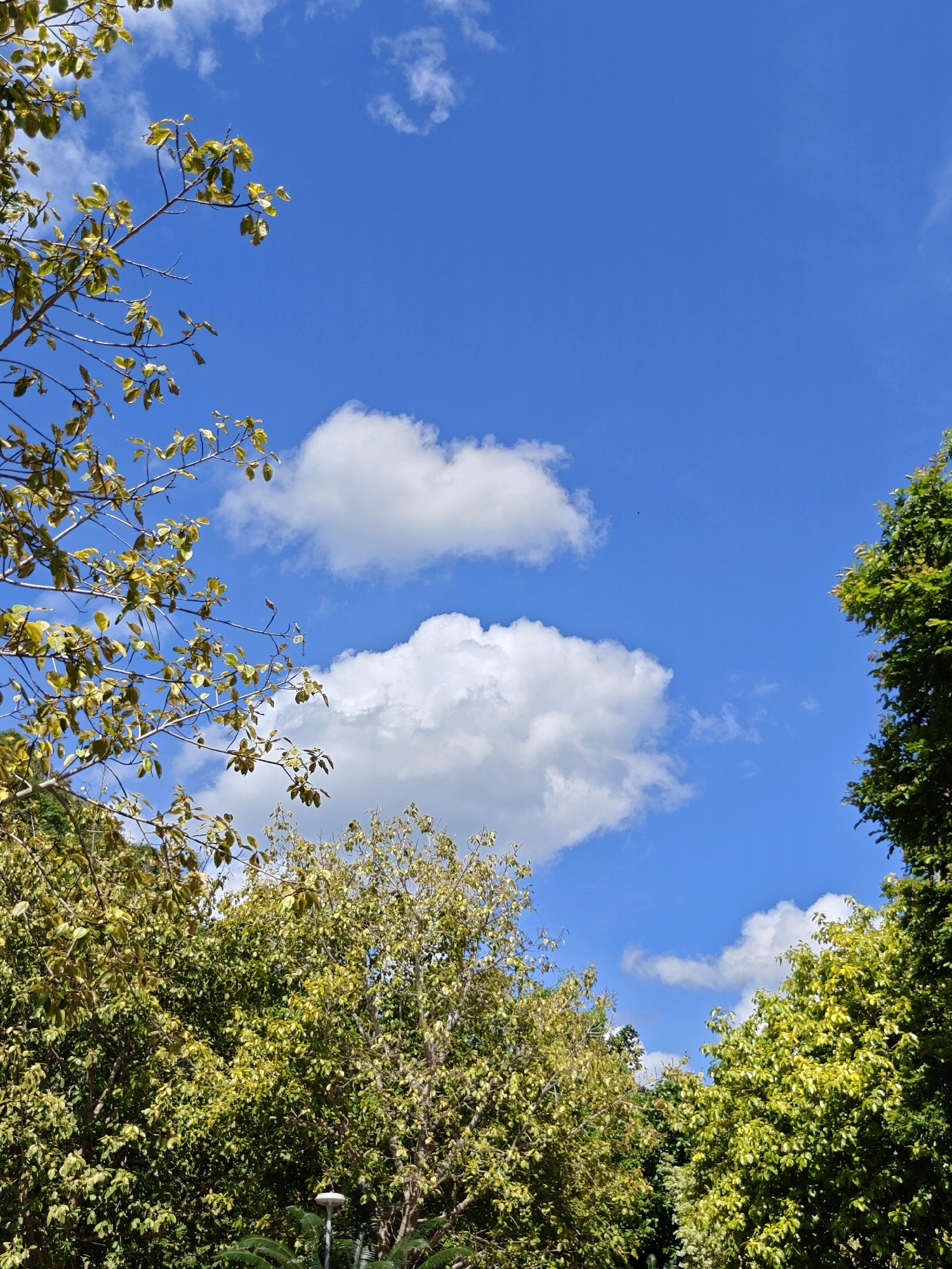 The image shows a view of the sky with trees in the foreground and midground. The sky is a clear blue with scattered white cumulus clouds. In the left portion of the image, branches of a tree with light green and yellow leaves extend into the frame from the top left. In the center of the image, two larger cumulus clouds are visible. On the right side of the image, the dense green foliage of another tree occupies the edge. The bottom of the image shows the tops of more trees with abundant green leaves, and a small part of a white lamppost is visible at the bottom center. The image appears to have been taken outdoors in a park or a natural area, possibly in Mu Si, Thailand, given the lush vegetation and bright sky.