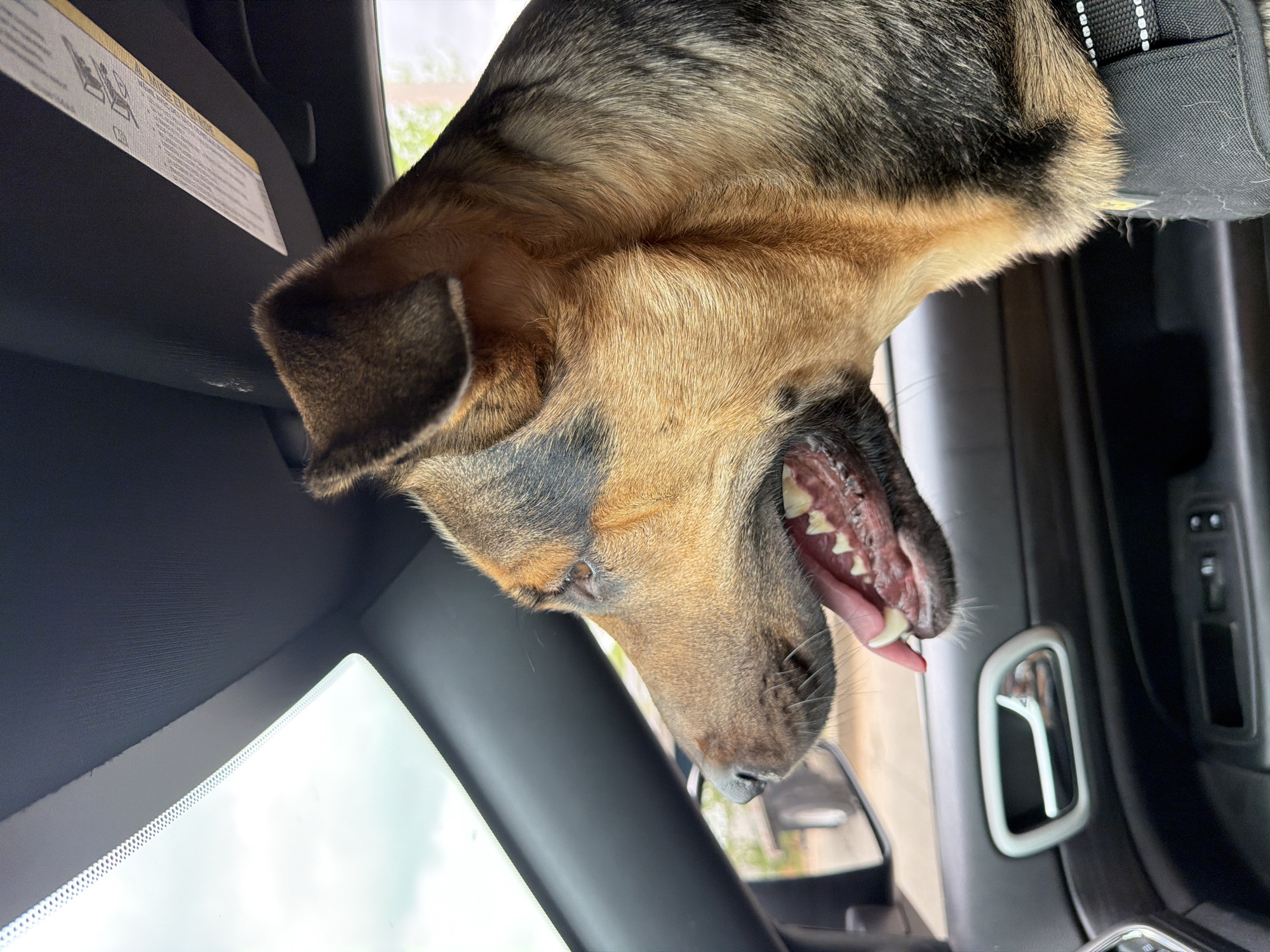 A close-up, upside-down image shows the head of a German Shepherd dog inside a vehicle. The dog's mouth is open, revealing its teeth and tongue. The dog is wearing a black harness. The interior of the vehicle is primarily black with a gray vent. A window is visible in the lower left corner, showing an unclear outdoor scene, which may include a tree. The location appears to be Mustang, United States of America, though no specific identifiers confirm this.