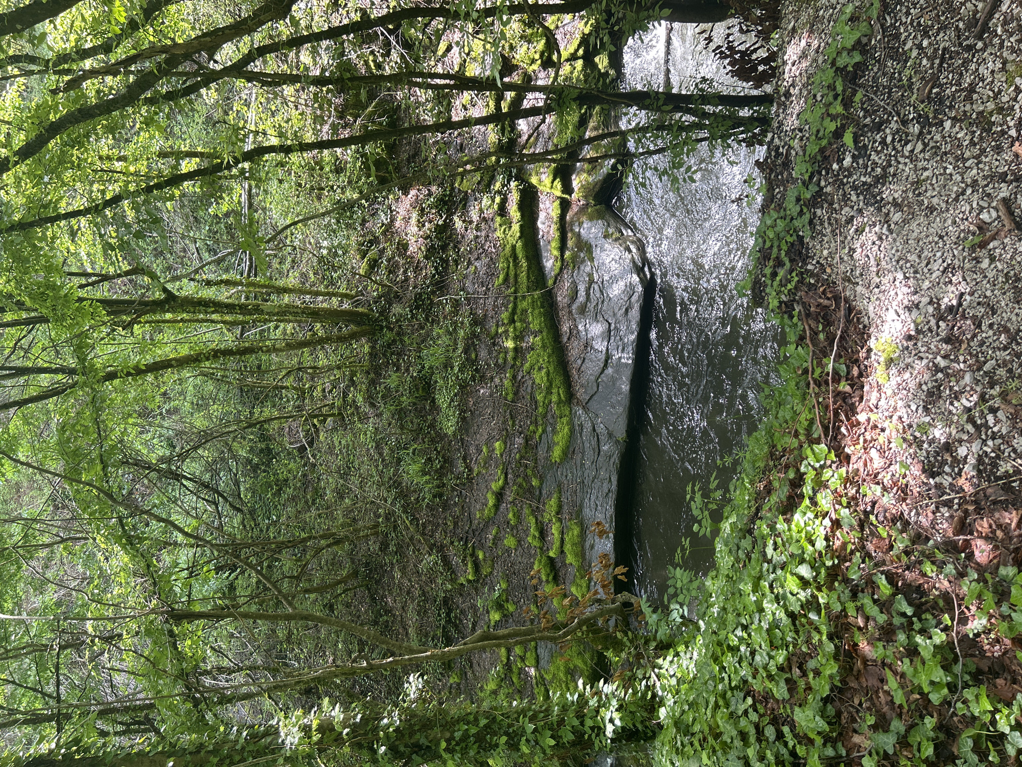 This image depicts a forested area bisected by a narrow stream. The location is unknown. The stream flows between rocky banks, with dense vegetation covering the surrounding area. Overhanging branches and leaves filter sunlight onto the stream and adjacent land. The ground is covered with a mix of soil, gravel, and vegetation. Moss grows on the rocks and trees.