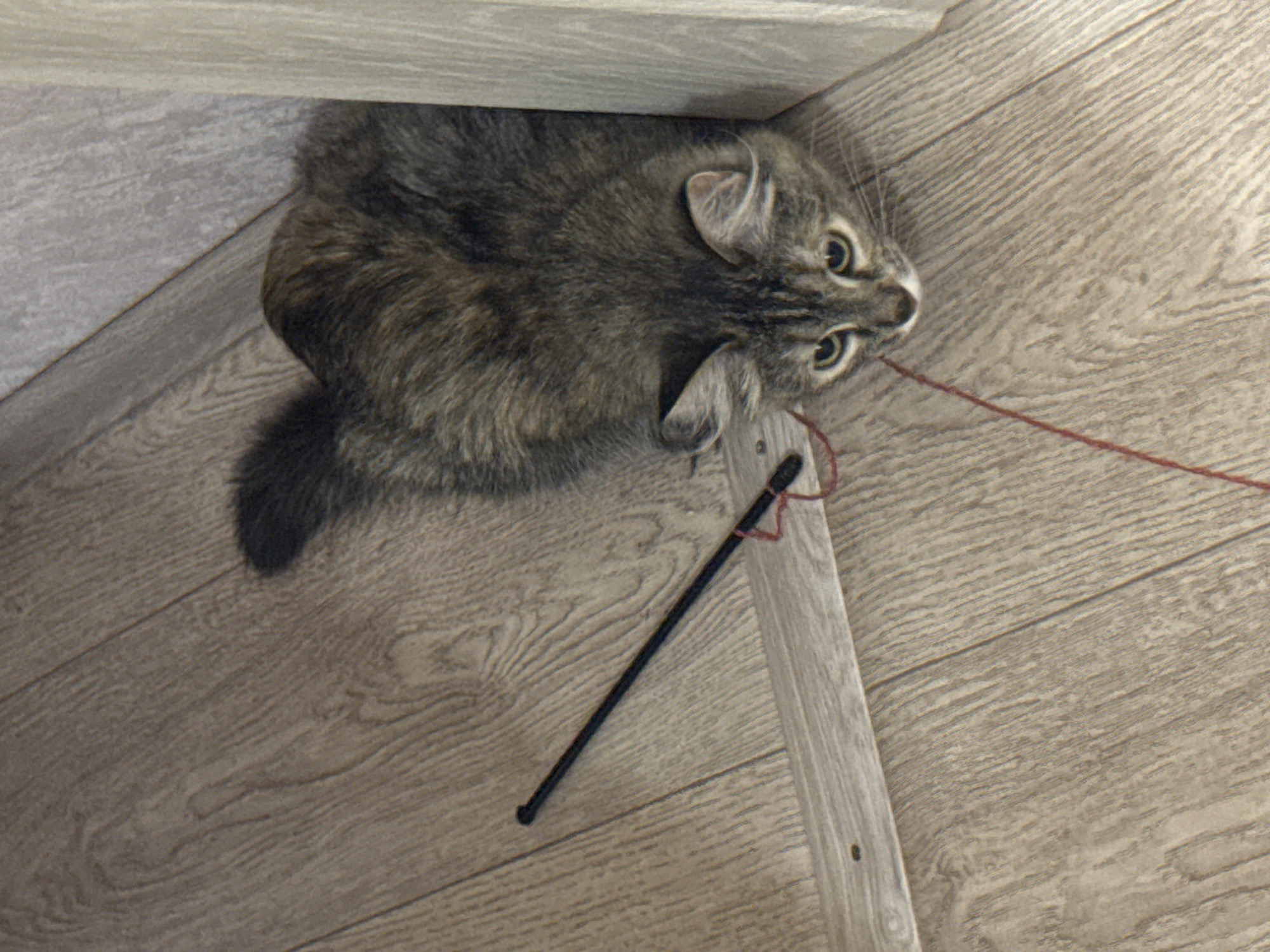 A tabby cat with brown and gray fur is positioned on a light brown laminate floor. The cat is in a crouched, alert posture, looking forward with its head slightly down. A thin, black wand with a red string attached is lying on the floor to the left of the cat. The cat is partially leaning against a light-colored vertical surface on the right side of the image. The scene appears to be an indoor setting, possibly a room. The location is not specified in the image.