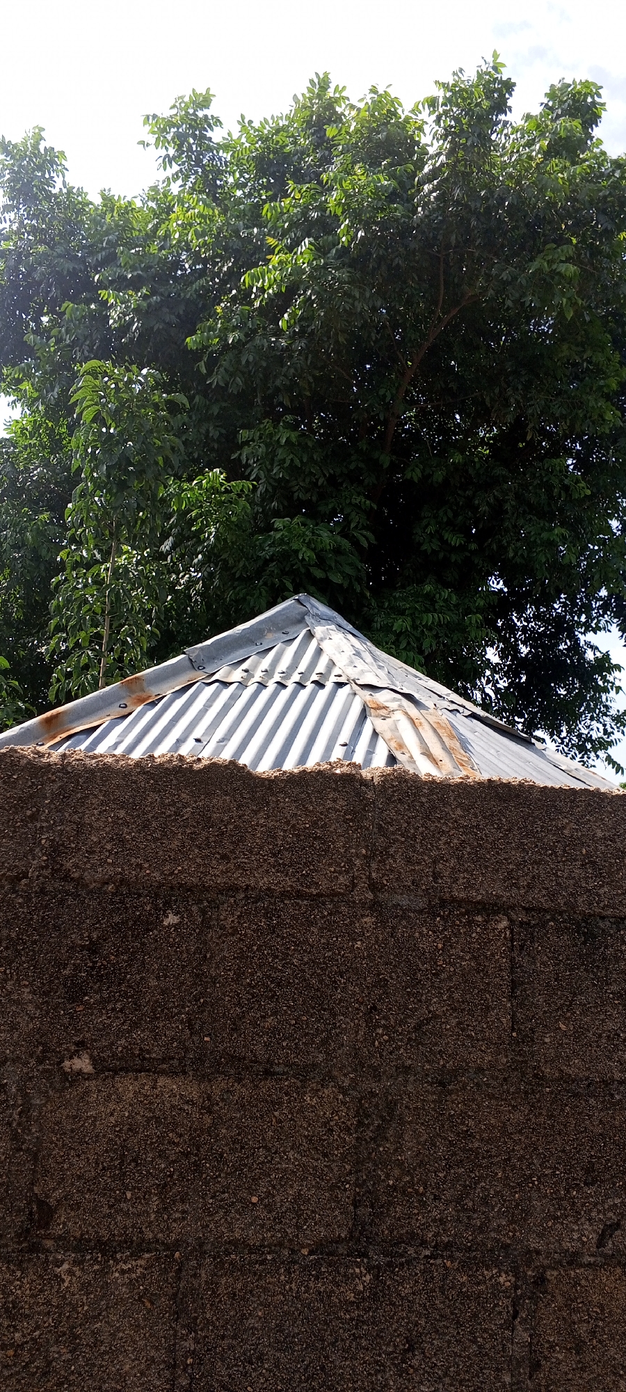 A corrugated metal roof, showing signs of rust and weathering, caps a textured, rough concrete wall. Behind the wall, a dense canopy of lush green trees fills the upper portion of the frame, with a bright, overcast sky visible through the leaves. The scene appears to be an exterior view, possibly a residential or utilitarian structure in Jalingo, Nigeria, where such construction and vegetation are common. No people or specific actions are depicted.
