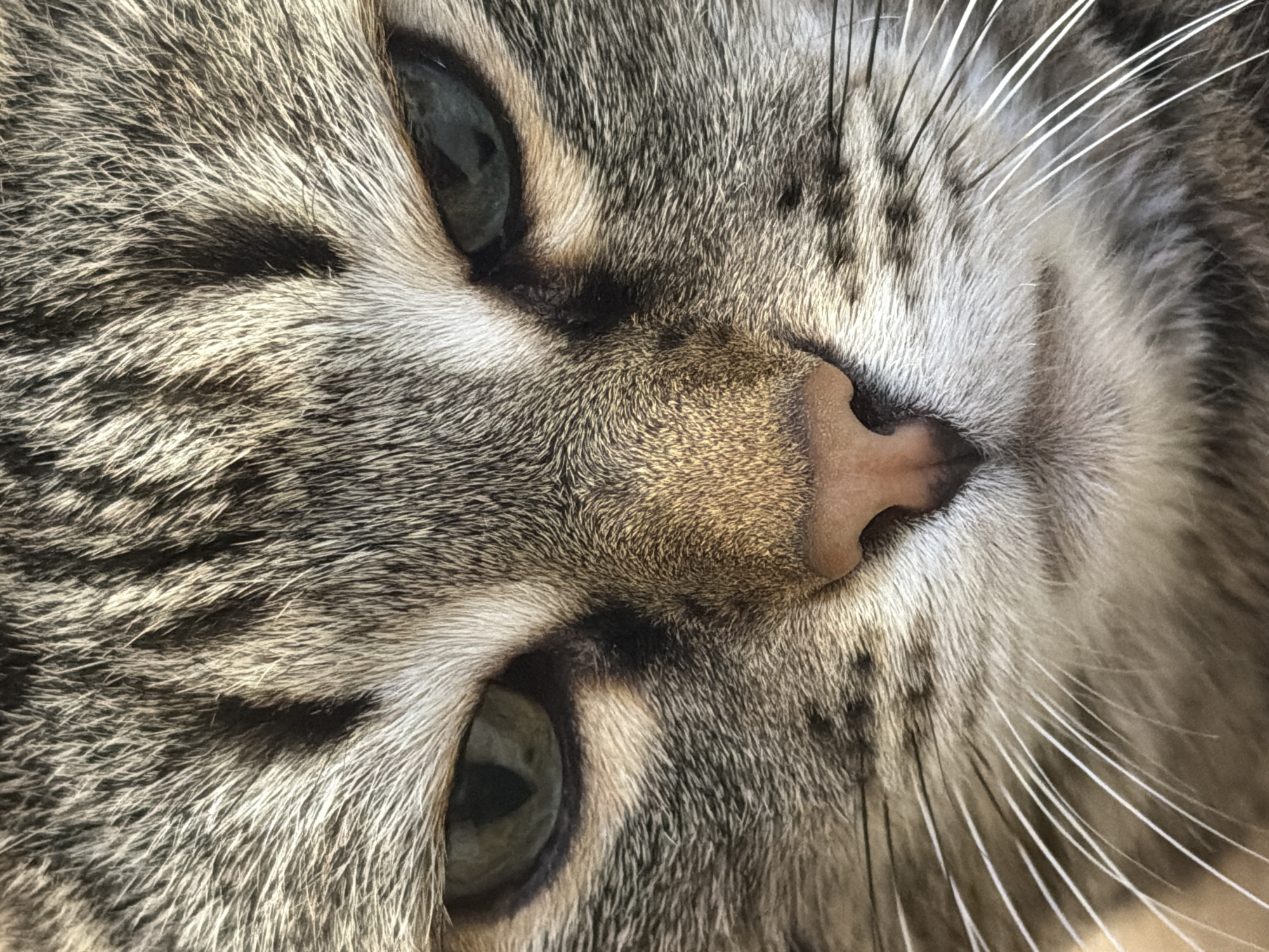 This is a close-up, head-on photograph of a domestic cat's face, filling the entire frame. The cat has tabby markings with stripes of gray, brown, and black fur. Its eyes are partially closed, with a slight squint, and appear to be a greenish-grey color. The nose is a light pinkish-brown, and prominent white whiskers fan out from its muzzle. The fur is detailed, showing individual strands. The lighting is bright, casting subtle shadows. There is no discernible background, suggesting the focus is solely on the cat's facial features. The image provides no information about its location within the city of Izhevsk, Russia, or any context beyond the subject itself.