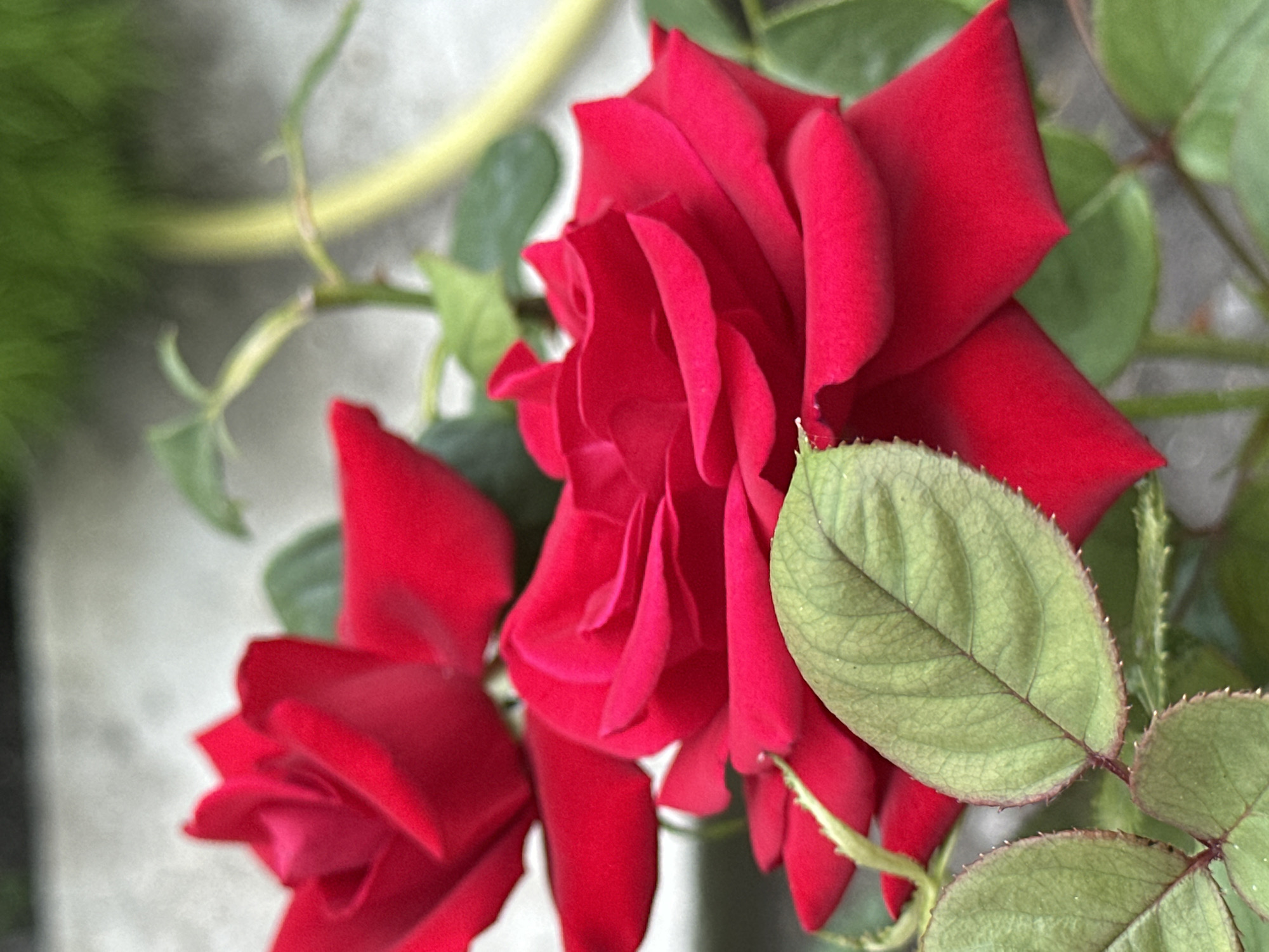 The image displays a close-up of two vibrant red roses, one in the foreground and another slightly out of focus in the background. The foreground rose is fully open, showcasing its layered petals and deep crimson hue. Several green rose leaves with serrated edges are visible, some in focus and others blurred, adding to the natural composition. The background is softly blurred, suggesting an outdoor environment, possibly a garden or park in Essentuki, Russia. A light-colored, textured surface, likely a pathway or wall, is visible behind the roses, and a pale yellow object, possibly a garden hose or a plant stem, curves through the upper right portion of the frame. The lighting is natural, casting soft shadows and highlighting the rich colors of the flowers. There are no people or animals depicted in the image.