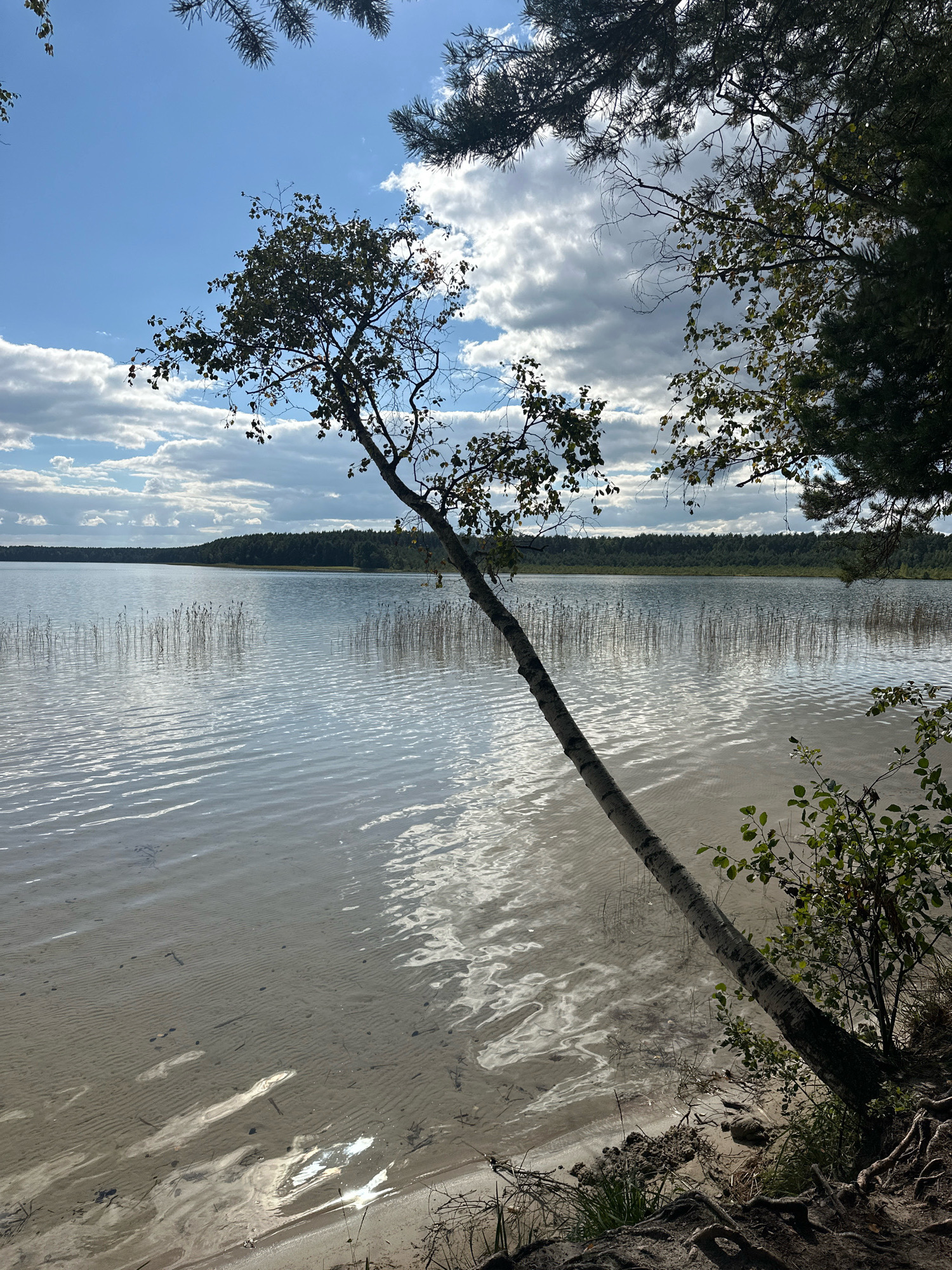 A lakeside view under a partly cloudy sky shows a calm body of water with reeds growing along the shoreline. A thin, birch tree leans out over the water from the sandy bank in the foreground. The lake is surrounded by a dense forest, and the sky is bright blue with scattered white clouds. The sun reflects off the water, creating shimmering patterns. The image appears to be taken from a low angle, looking across the lake towards the opposite shore. The scene is peaceful and natural, suggesting a serene environment.