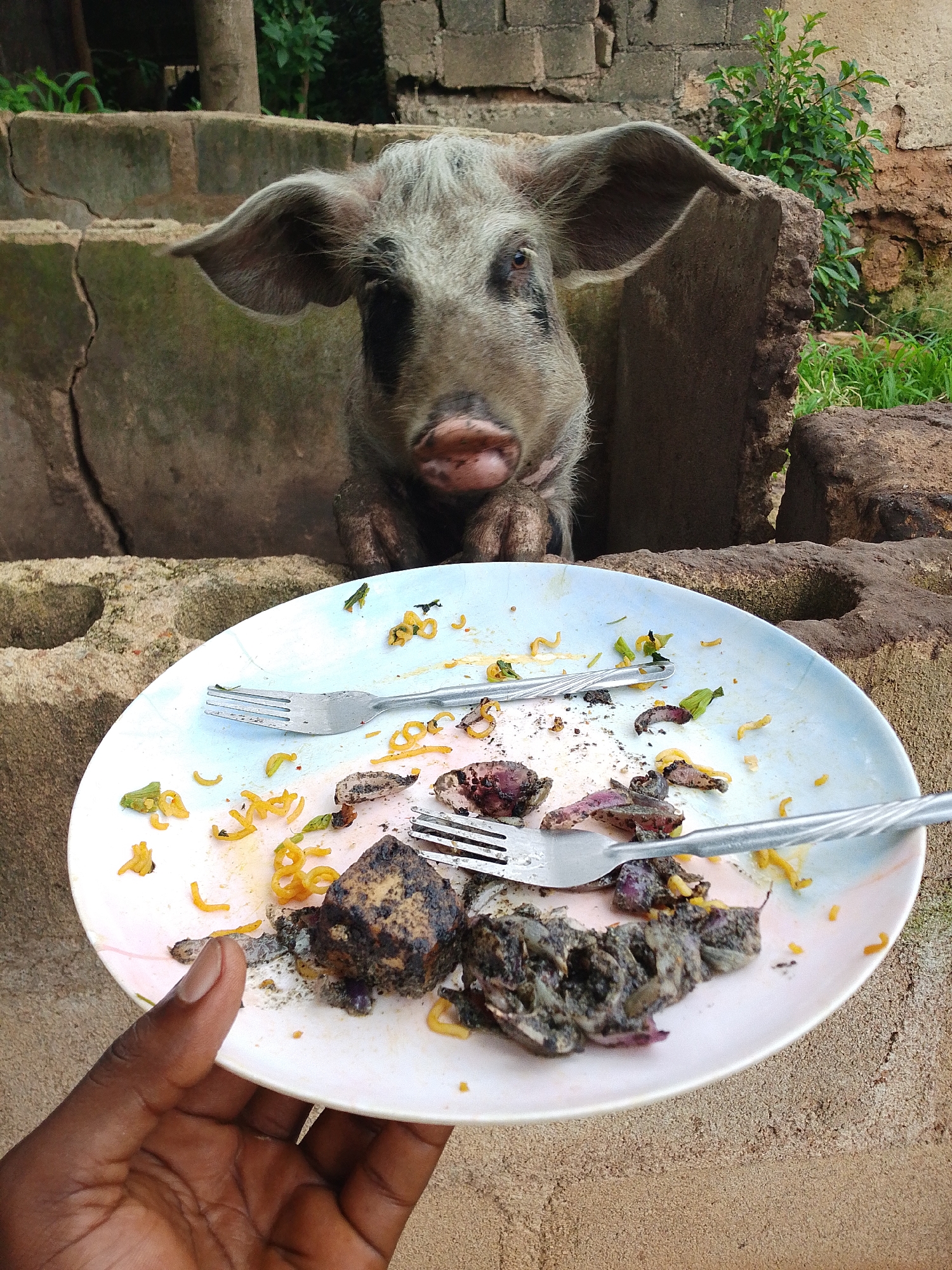 In an outdoor setting, possibly in or near Jos, Nigeria, a person of African descent is holding a plate with leftover food. The plate contains fragments of cooked items, noodles, and two forks. A pig with grayish-white fur, large ears, and a black snout is peering over a crumbling brick structure in the background, appearing to be interested in the food. Vegetation is visible behind the structure. The image suggests an interaction between the person and the pig, possibly related to feeding.